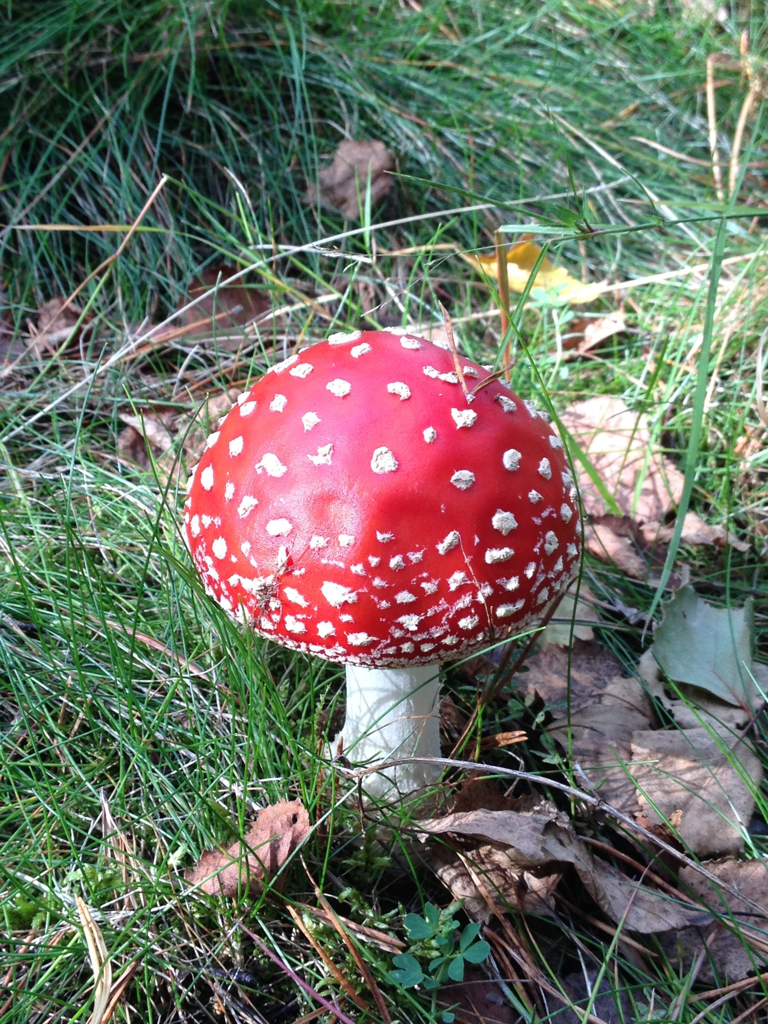 organic, nature, spotted, poisonous, cap, freshness, 2K, fairy, mushroom, magic, land, outdoors, day, no people, outdoor, vegetable, food and drink, red, Phone HD Wallpaper
