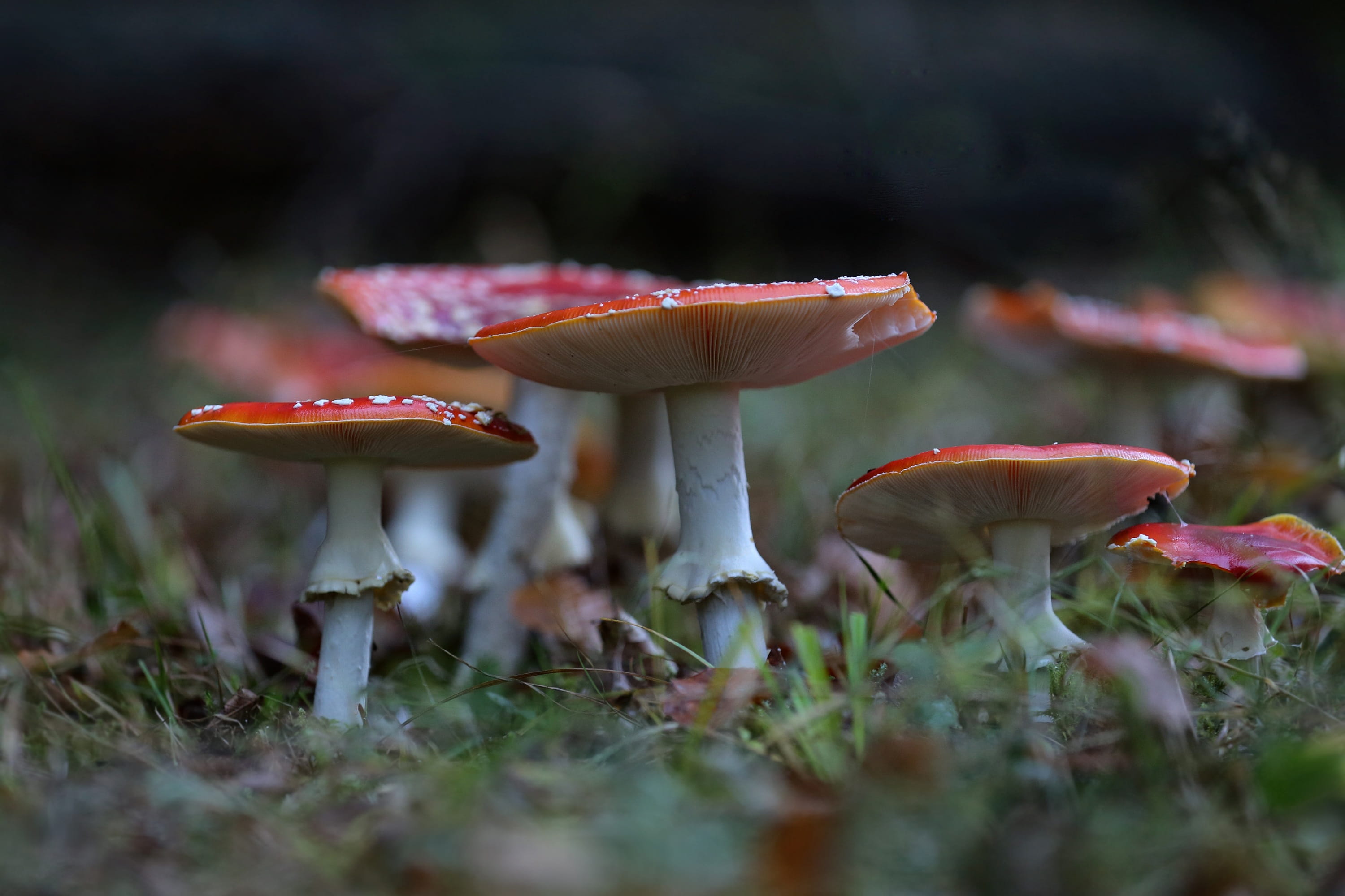 edible mushroom, forest floor, toxic, Macro, vulnerability, growth, mushroom, season, close-up, cap, fragility, vegetable, land, moss, day, close, nature, HD Wallpaper