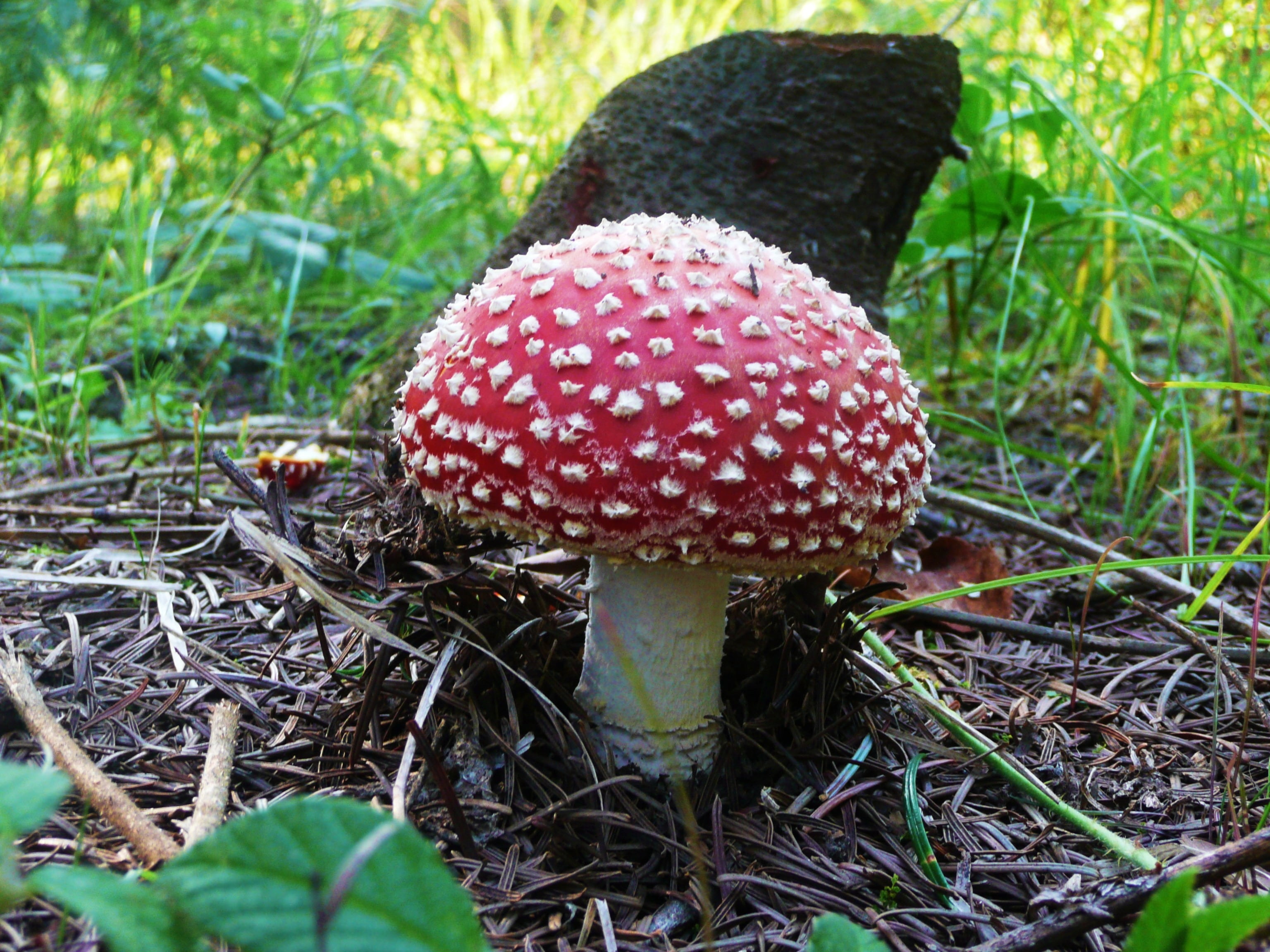 fungi, season, fly agaric, mushroom, 2K, field, woodland, amanita Parcivolvata, toxic Substance, close-up, outdoors, autumn, day, moss, poison, cap, grass, HD Wallpaper