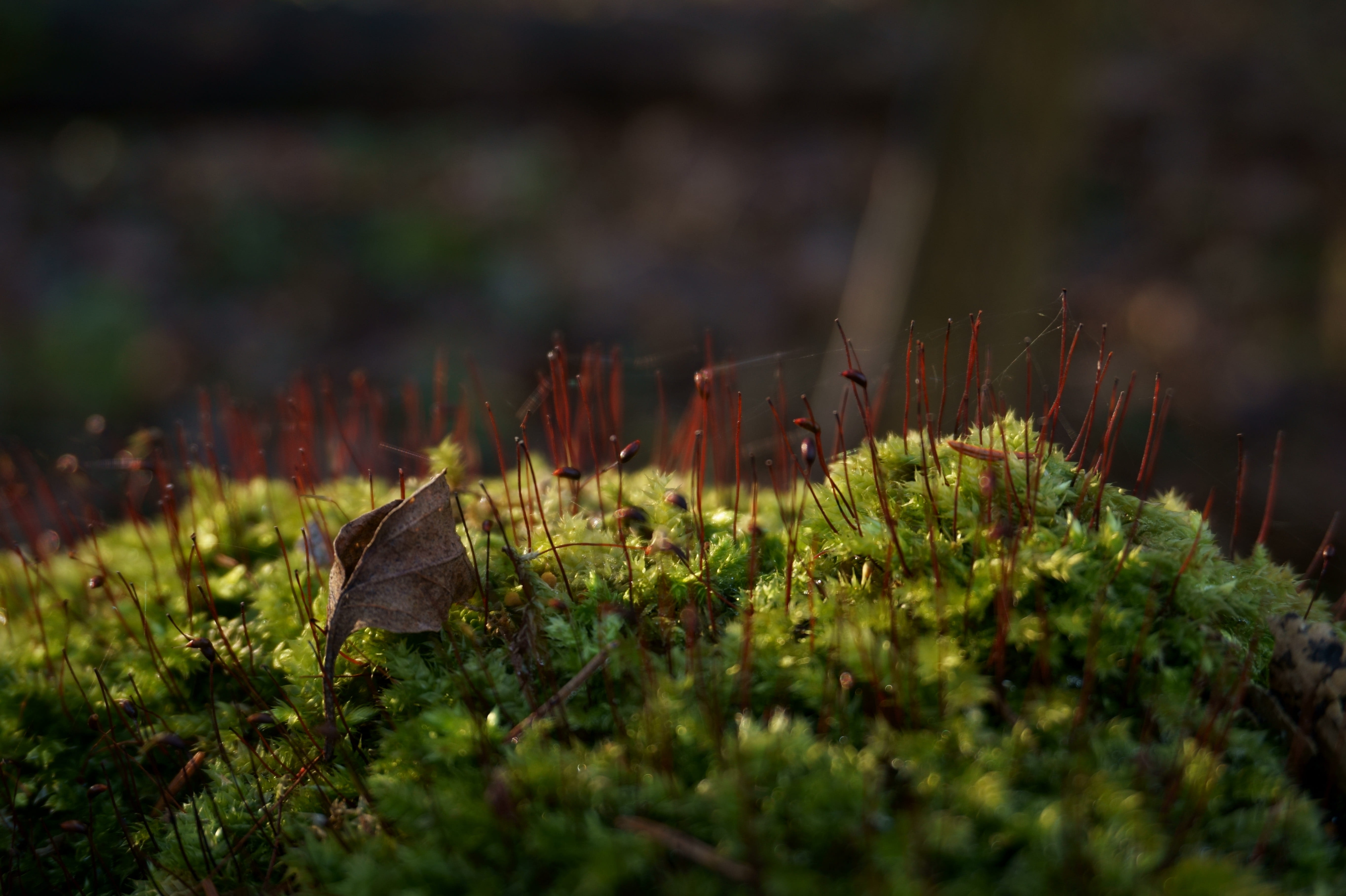 outdoors, growing, shady, summer, forest, flowerless, season, woodland, leaf, tree, plant, 5K, springtime, day, spores, backgrounds, macro, swamp, land, HD Wallpaper