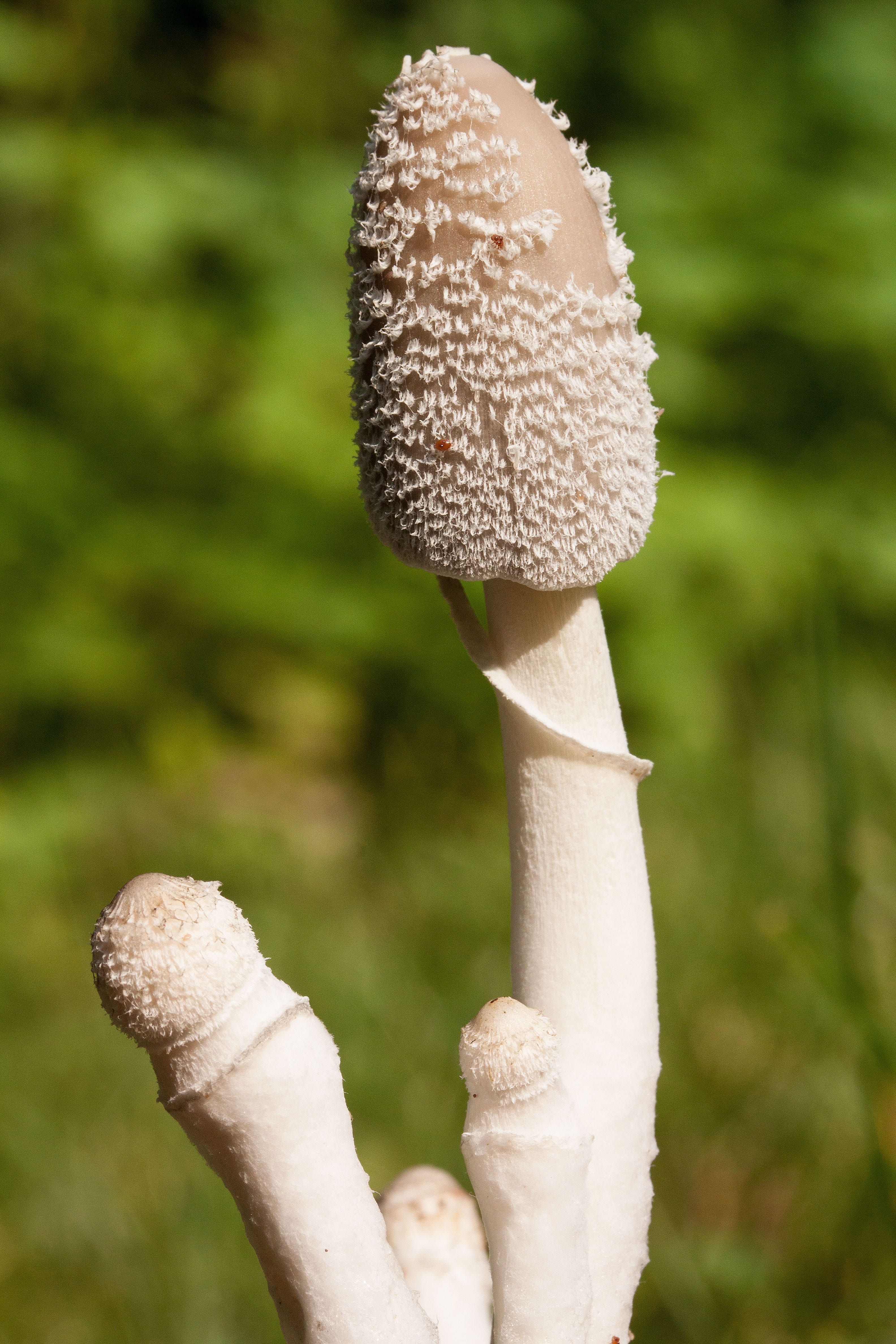 plant, nature, food, insect, flora, toadstool, toxic Substance, field, day, beauty in nature, 4K, focus on foreground, edible mushroom, human body part, Phone HD Wallpaper