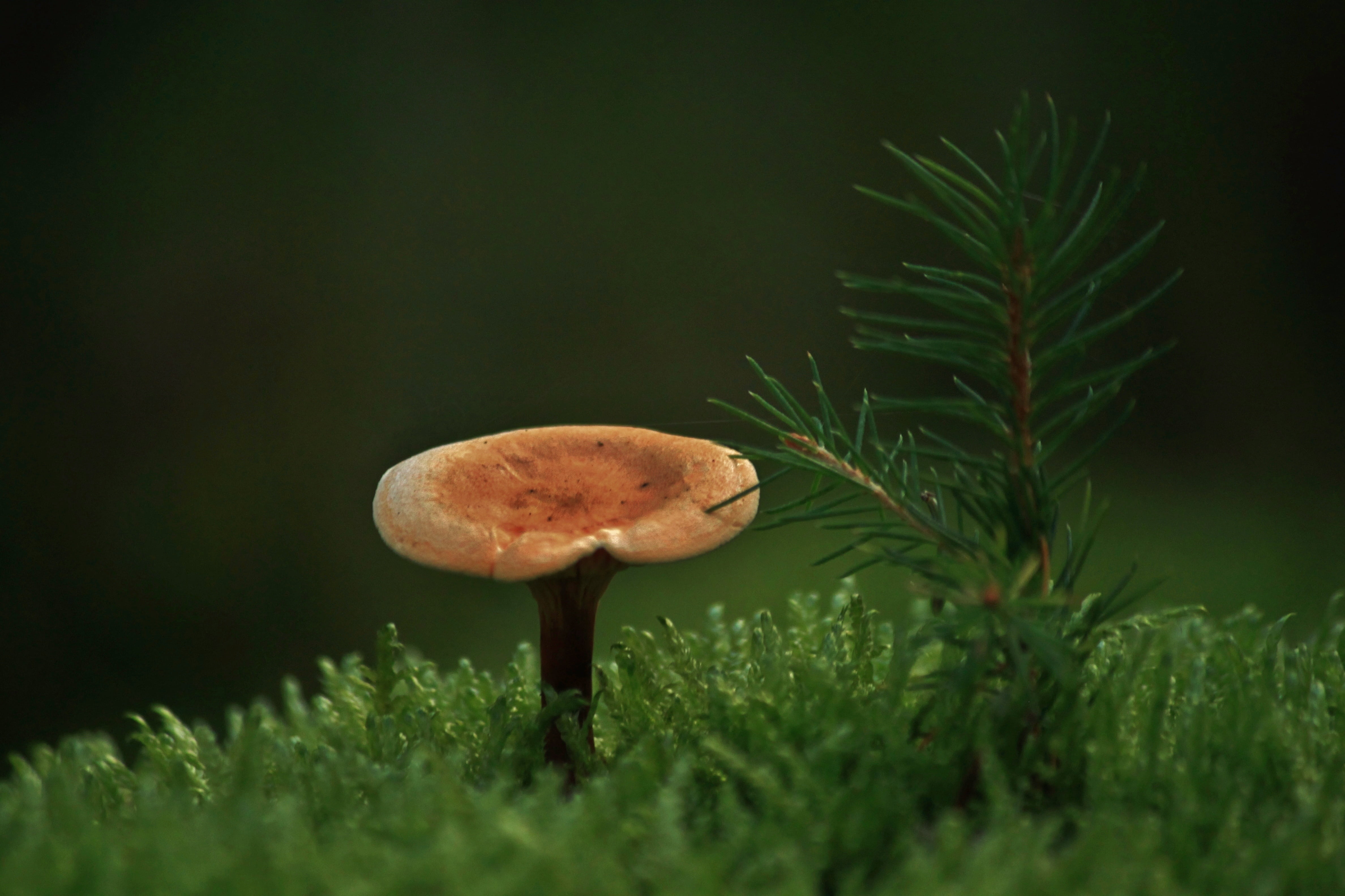 forest floor, fragility, moist, moss, sprout, pine, land, vulnerability, overgrown, pine branch, grass, sprouting, spruce needle, mushroom, forest plant, HD Wallpaper