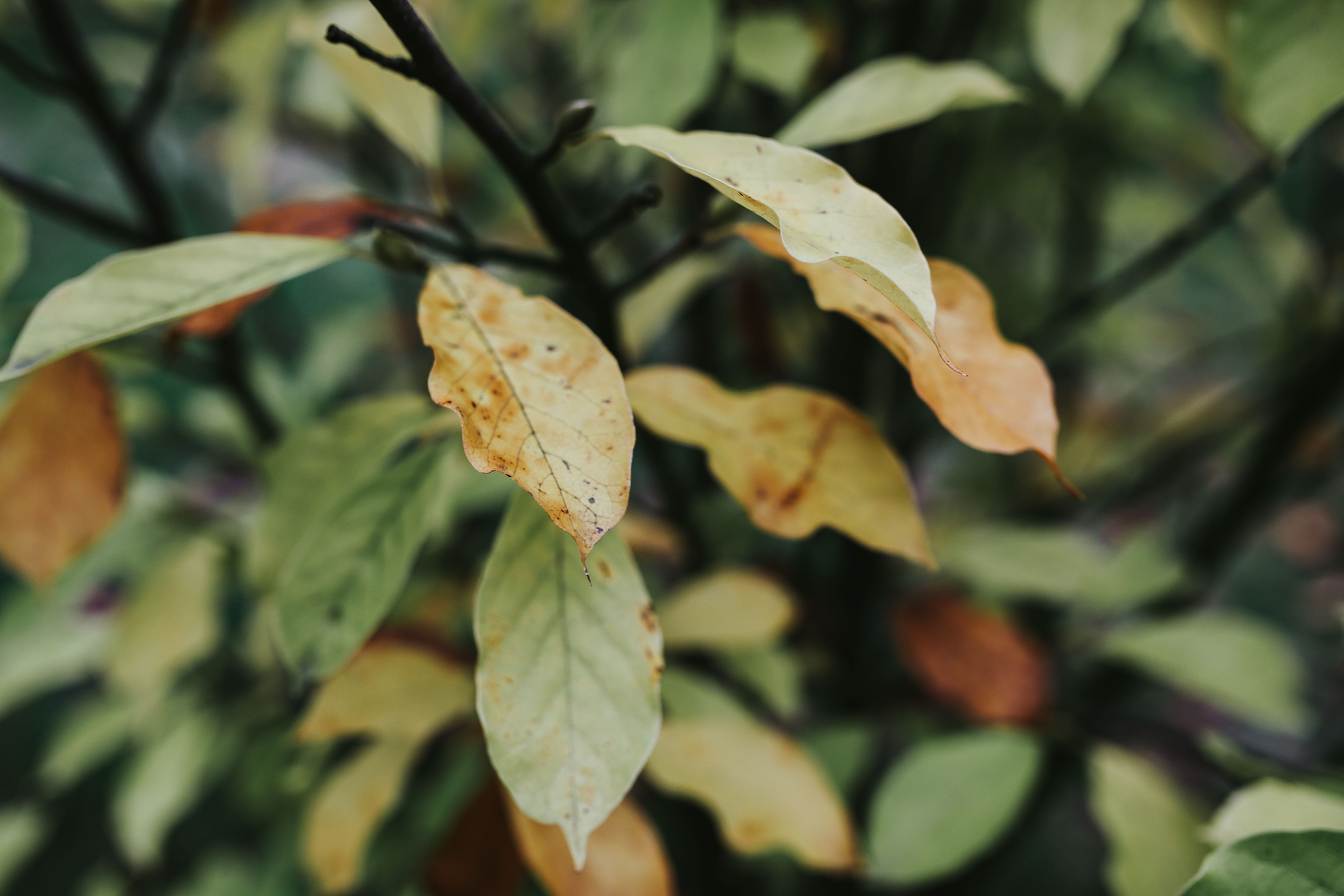 green, vulnerability, day, green Color, nature, ups, no people, autumn, closeup, selective focus, season, focus on foreground, beauty in nature, leaves, HD Wallpaper