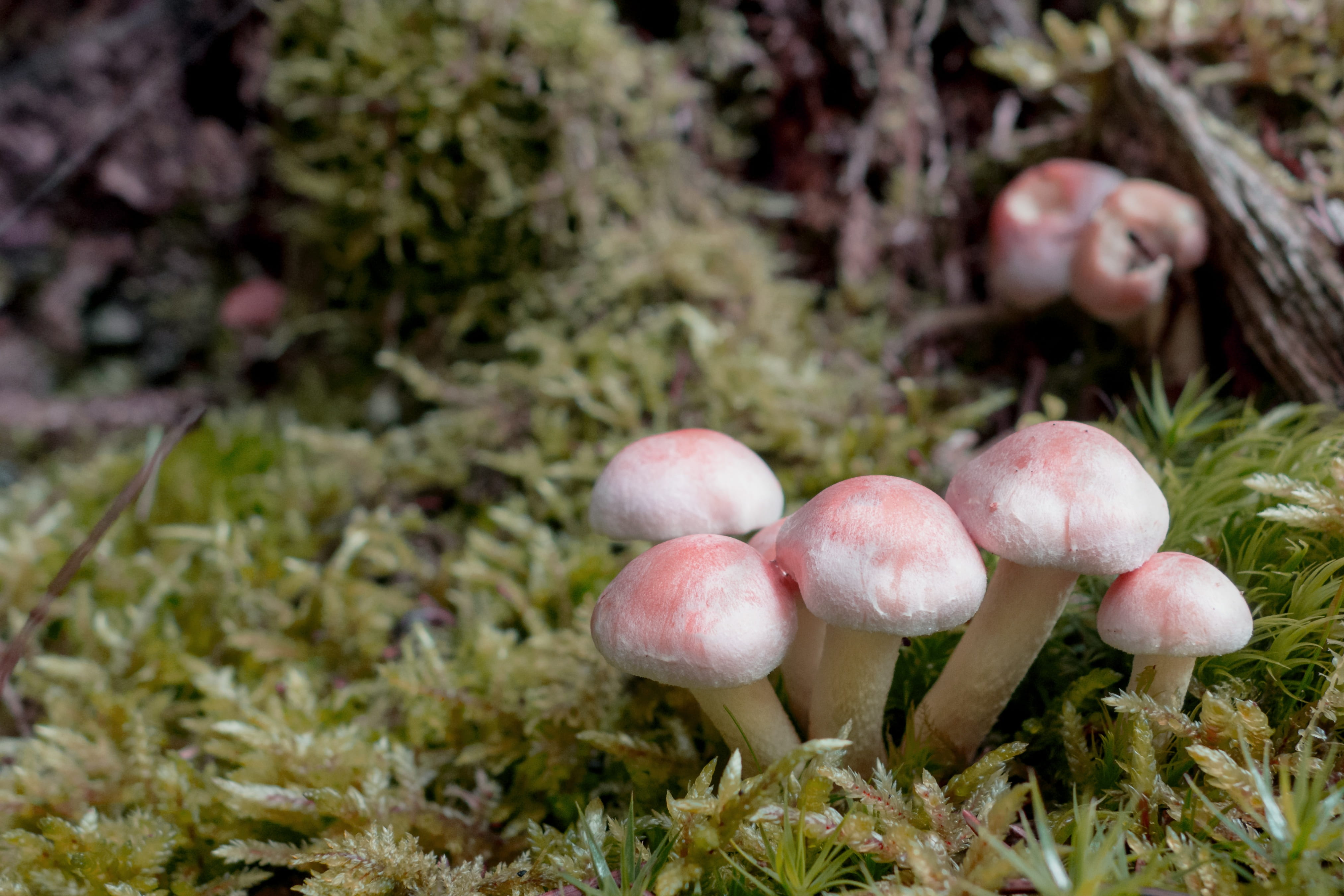 poisonous, beauty in nature, Nature, woodland, Mushrooms, tree, green, freshness, day, close-up, seasons, Forest, mushroom, vegetable, food, 4K, fouling, HD Wallpaper