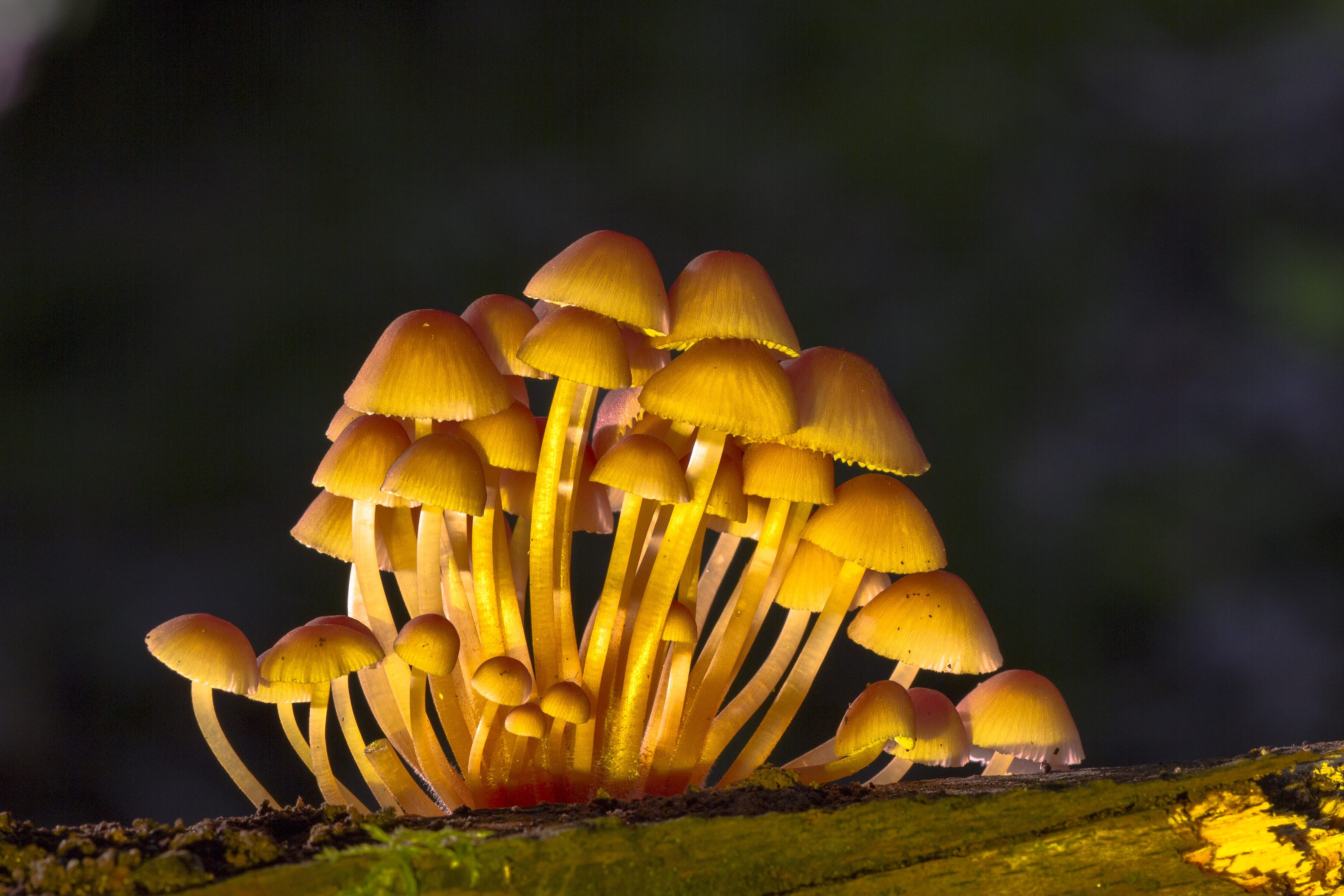 Mushroom Group, land, vegetable, autumn, toadstool, focus on foreground, edible mushroom, plant, selective, food, growth, tree, food and drink, 4K, focus, HD Wallpaper
