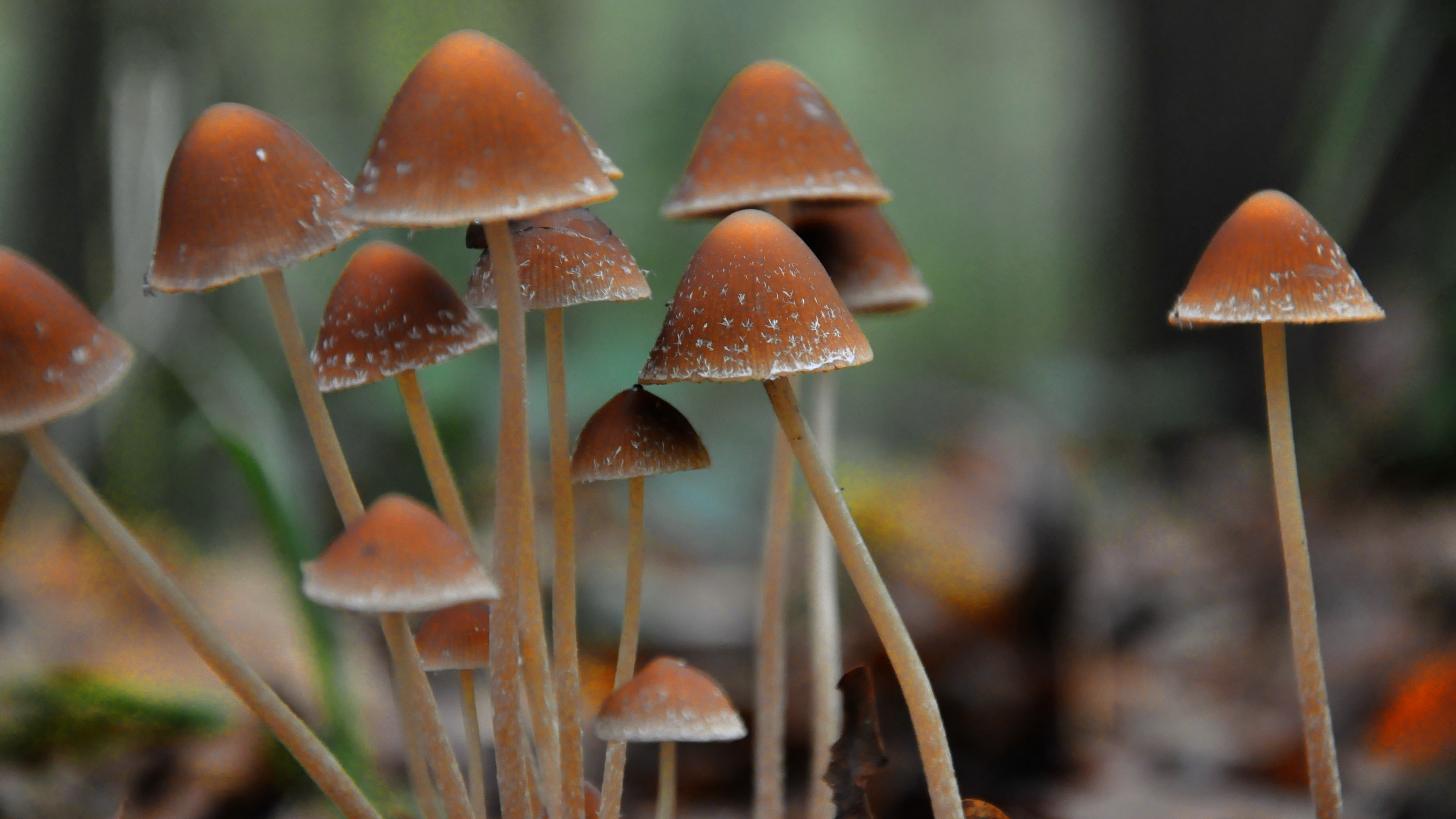 day, close-up, fragility, fungus, selective, focus on foreground, plant, toadstool, selective focus, brown, autumn, season, focus, plant stem, photography, HD Wallpaper