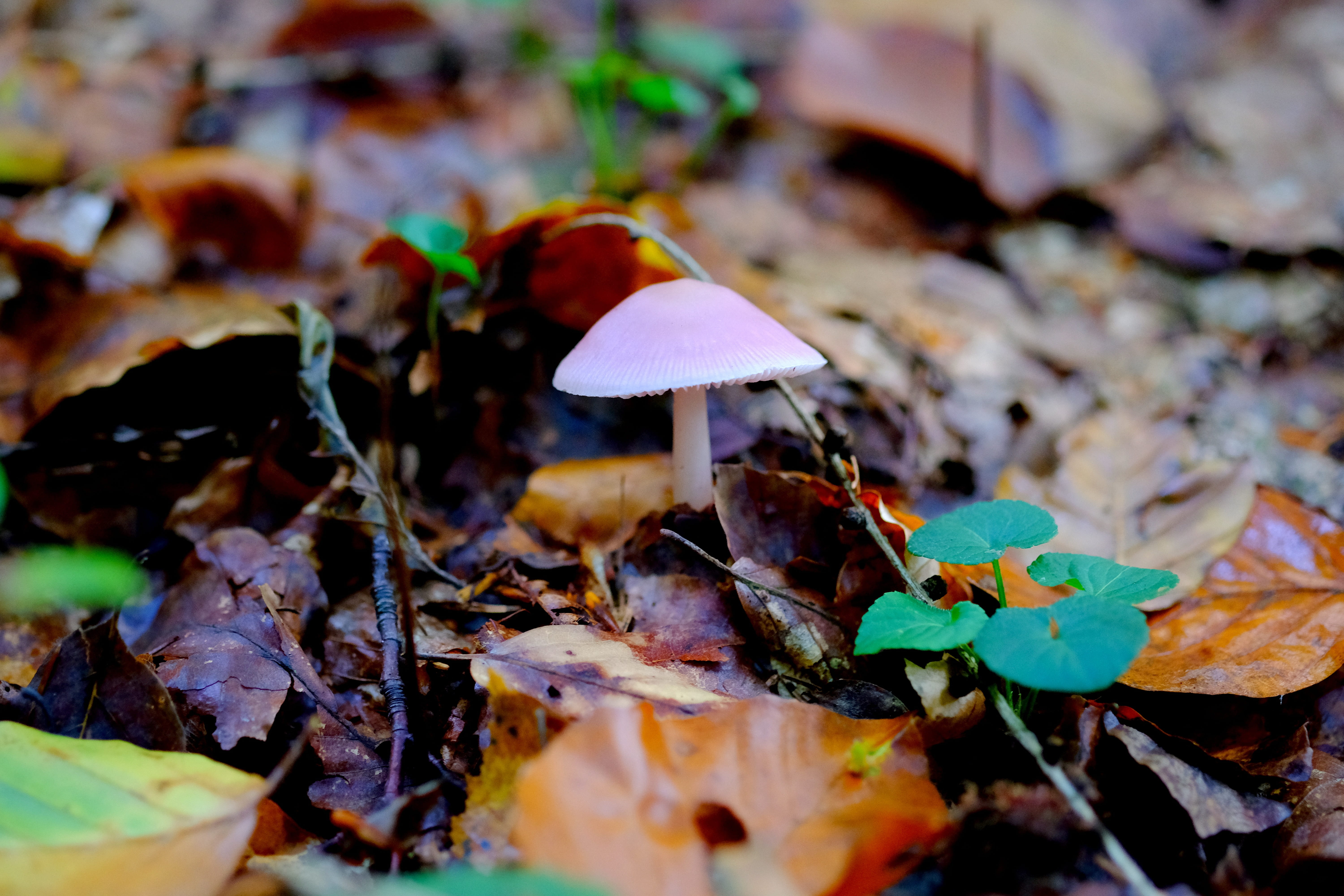 5K, moss, moist, dry, toadstool, plant, on the ground, leaf, brown, mushroom, day, forest floor, typical autumn, mushroom picking, in the forest, forest mushroom, HD Wallpaper