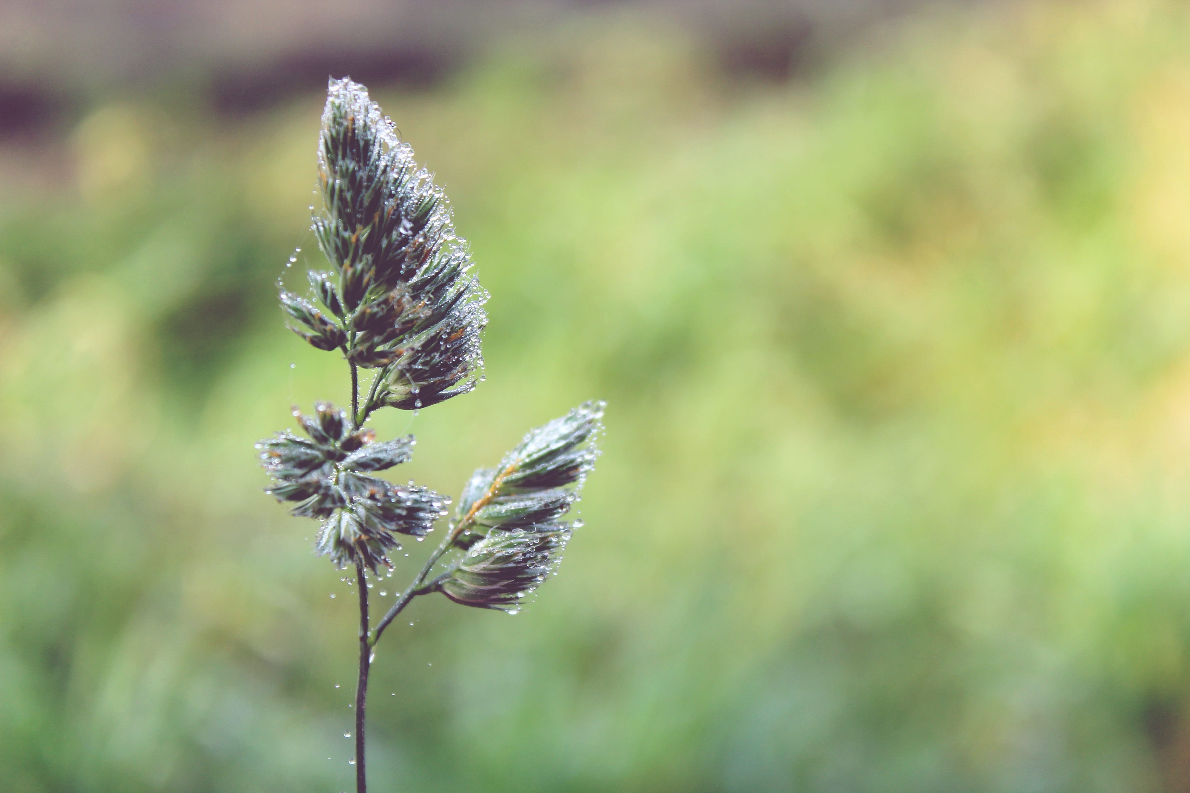 close, drop of water, freshness, tranquility, landscape, garden, moist, nature, close-up, flower, plant stem, autumn, morgentau, drip, beaded, flowering plant, HD Wallpaper