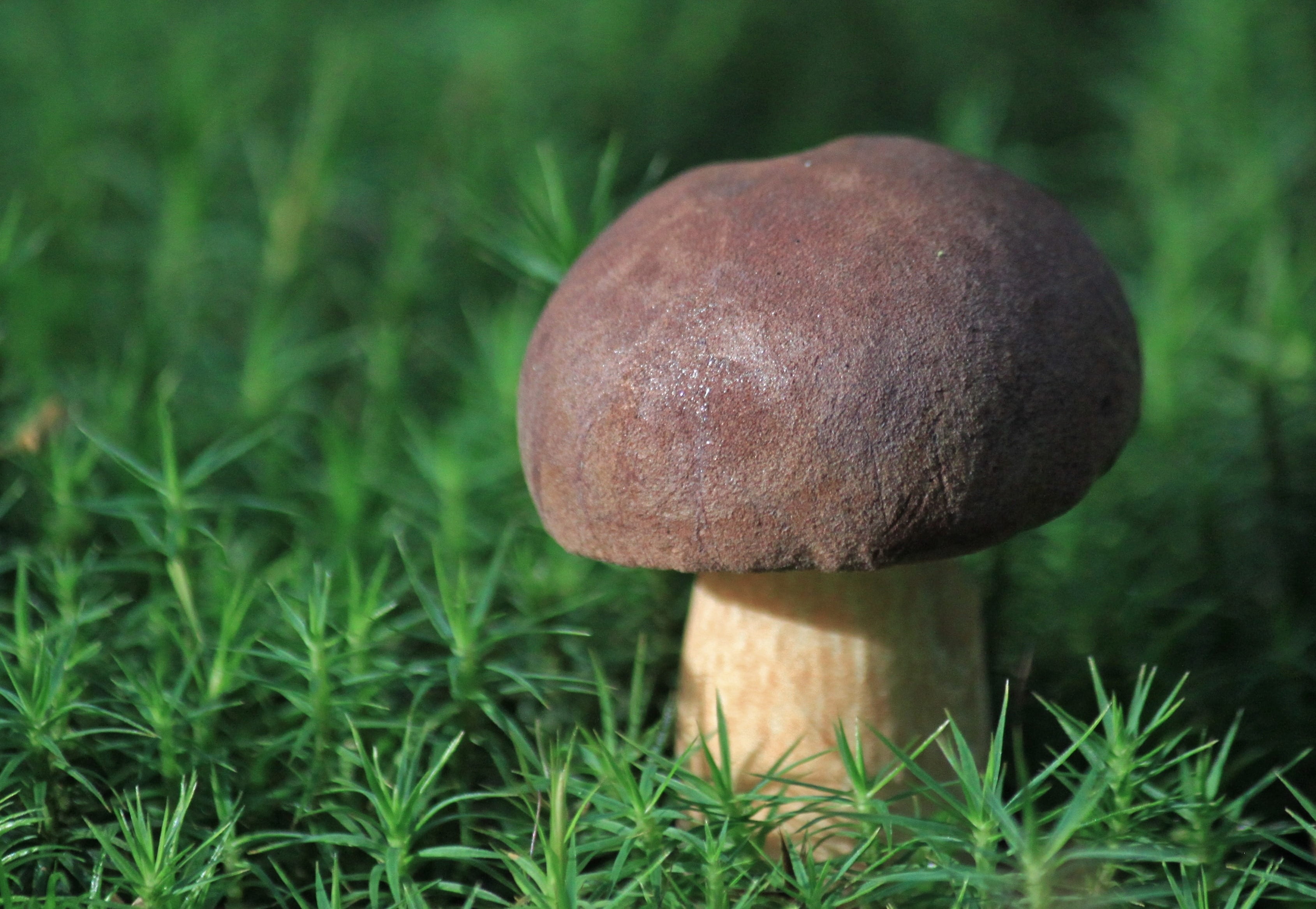 green color, forest plant, chestnut mushroom, grass, plant, freshness, 2K, day, land, focus on foreground, field, flora, natural condition, moss, growth, HD Wallpaper