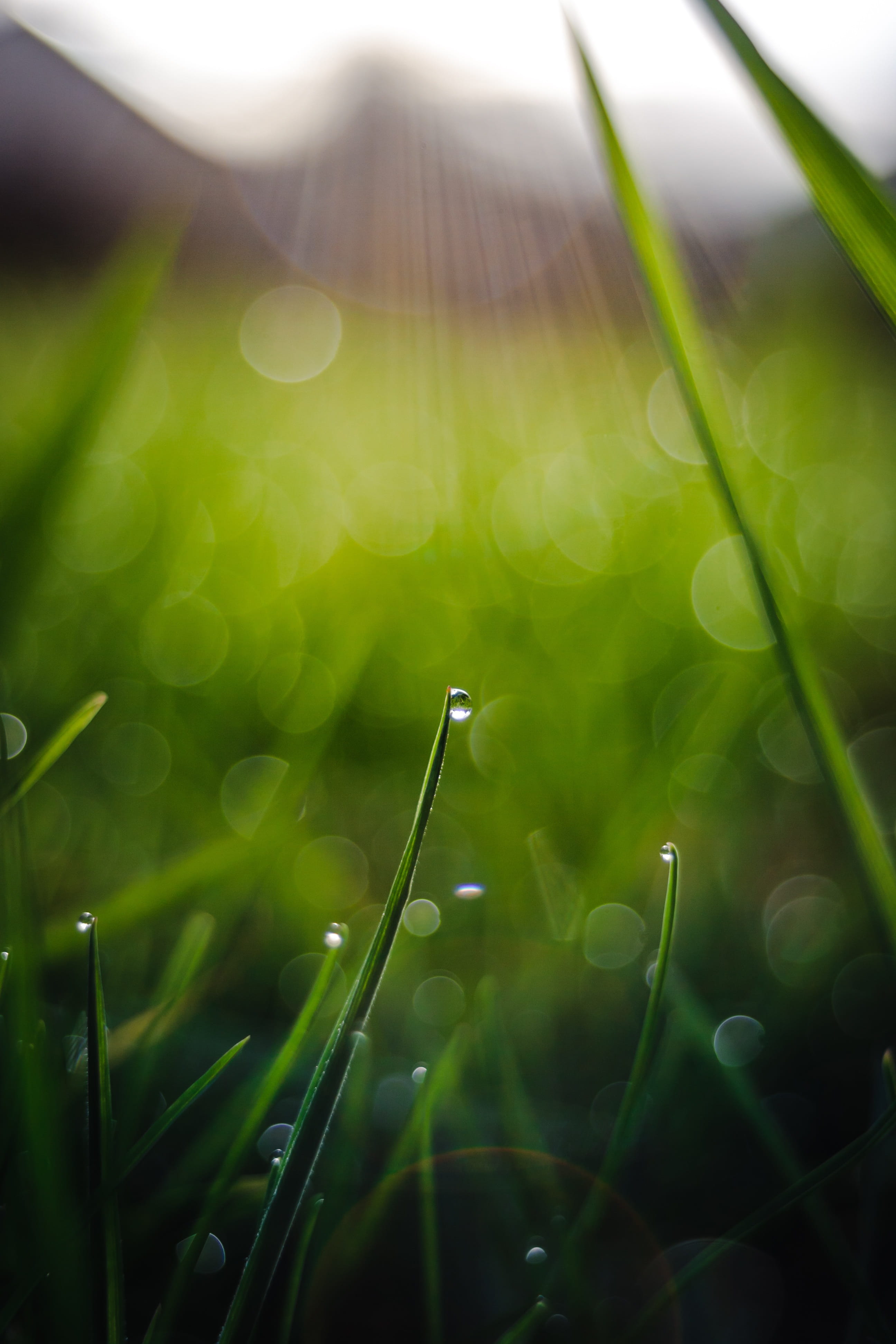 macro, spring, garden, dew, dewdrop, blade of grass, fragility, droplets, drip, grass, day, meadow, purity, plant, 4K, rain, drop, nature, Phone HD Wallpaper