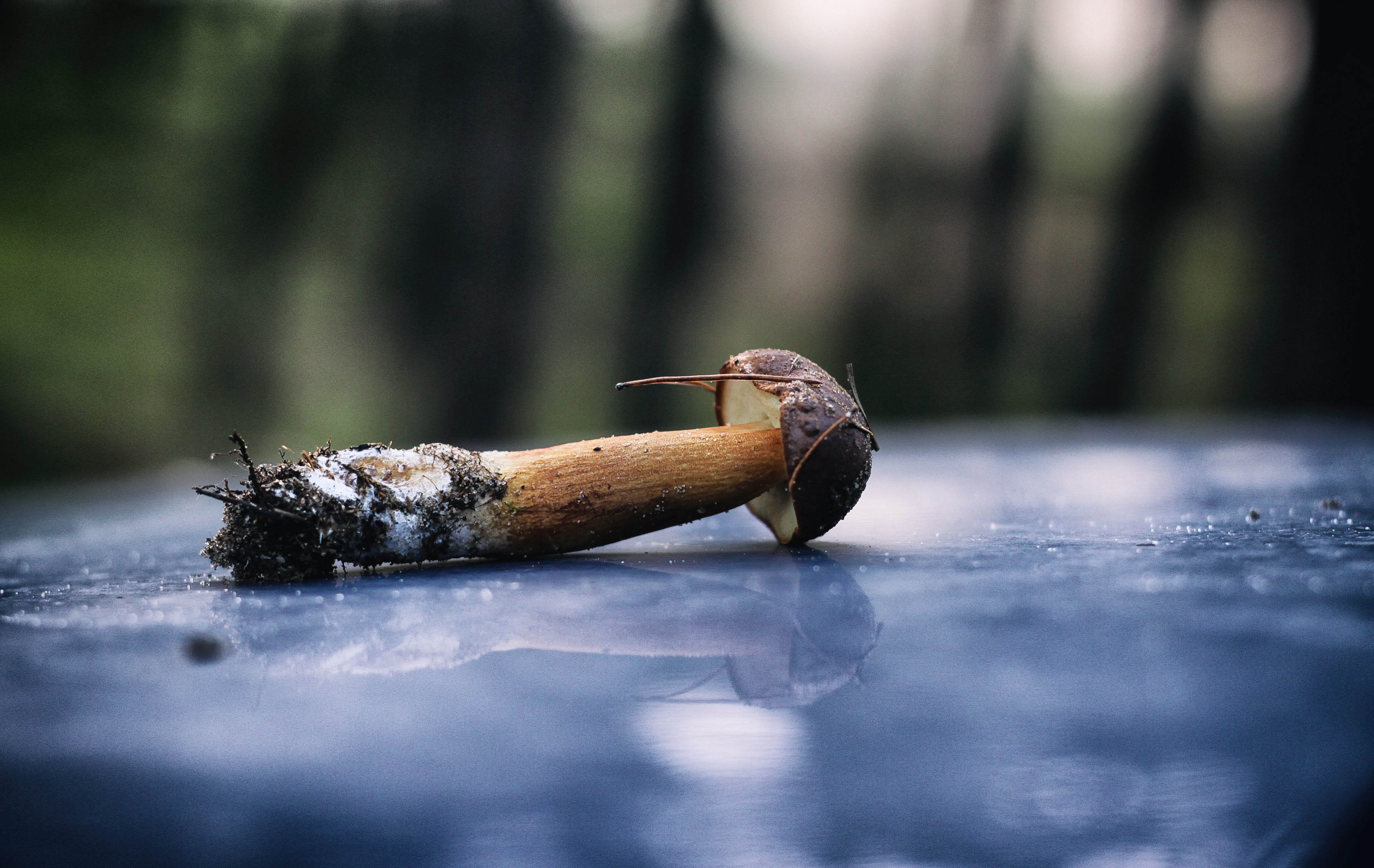 edible, day, nature, selective focus, tasty, green, animal wildlife, brown chestnut boletus, food, wood - material, plants, no people, eat, flora, animal body part, HD Wallpaper