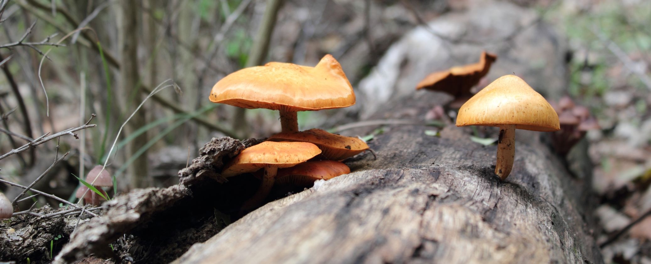 day, vulnerability, selective focus, food and drink, tree, nature, cap, land, no people, tunisia, mashroom, vegetable, natural, macro, surface level, focus on foreground, HD Wallpaper