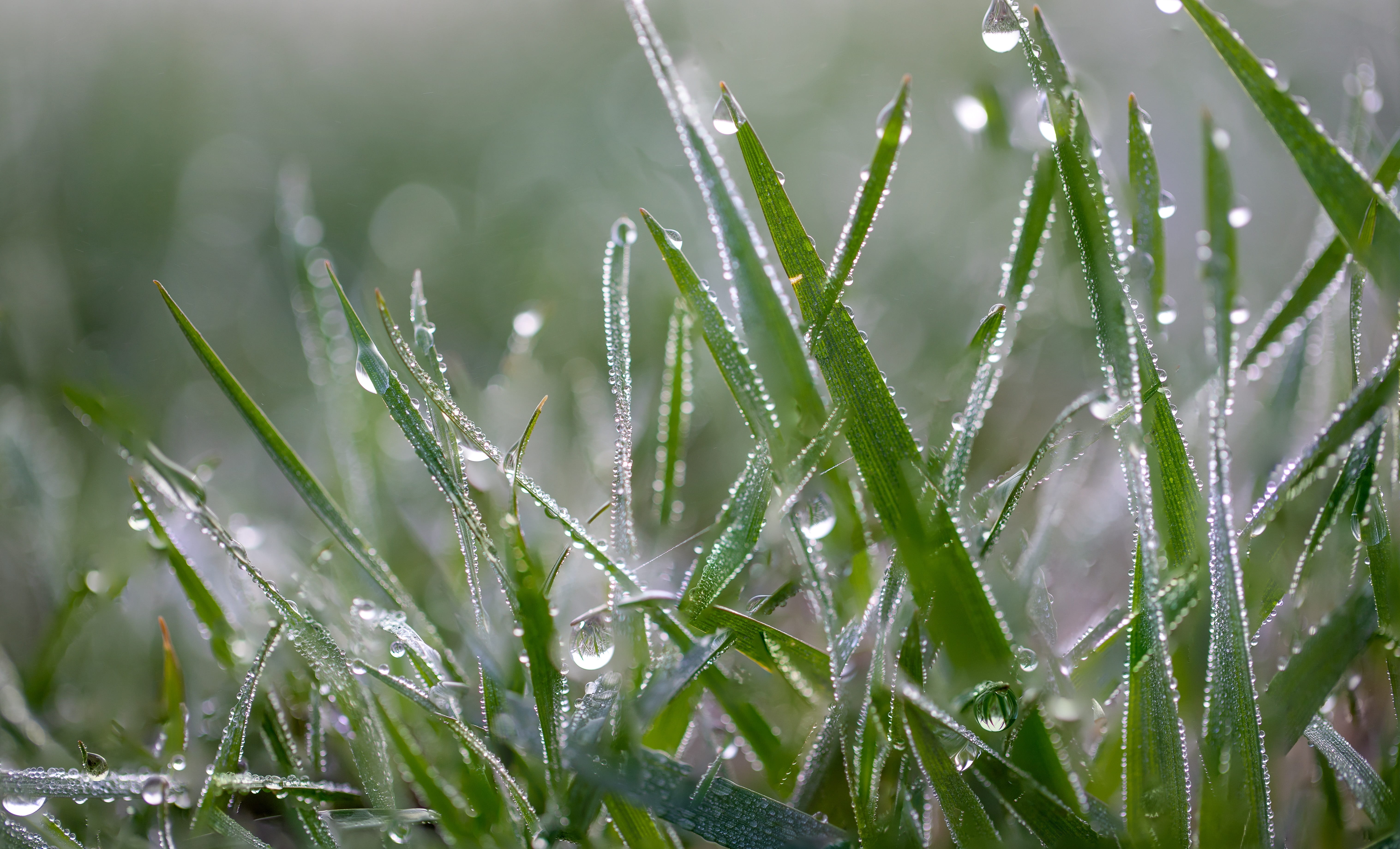 morning, leaf, green, bokeh, no people, plant, beauty in nature, growth, nature, morgentau, selective focus, rush, plant part, field, wet, pasture, meadow, HD Wallpaper