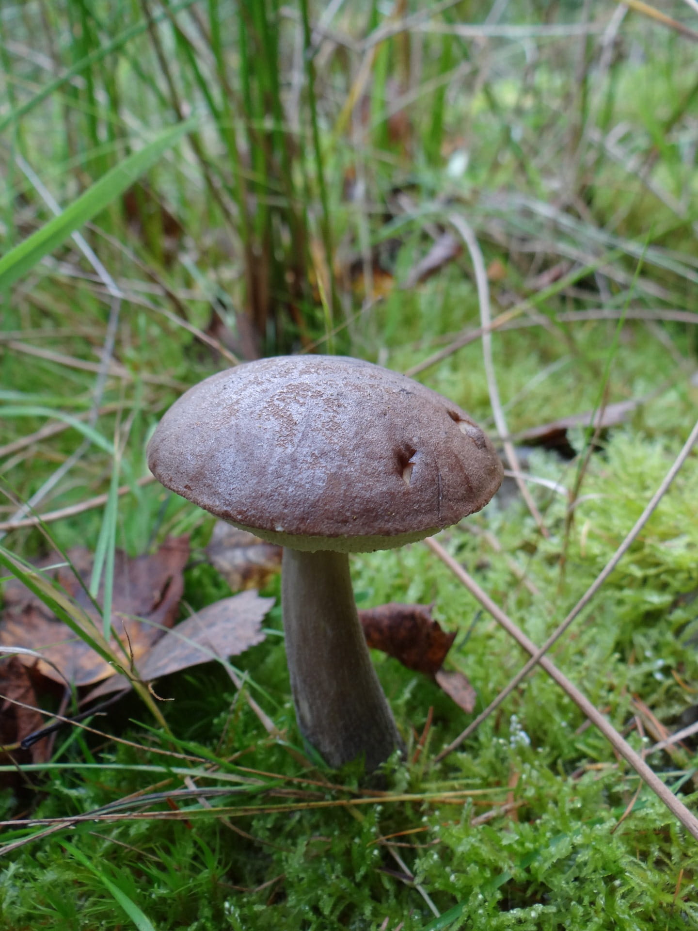 brown, food and drink, pine wood, beauty in nature, Autumn, Forest, outdoors, vegetarian Food, edible Mushroom, focus on foreground, blade of grass, fungus, Phone HD Wallpaper
