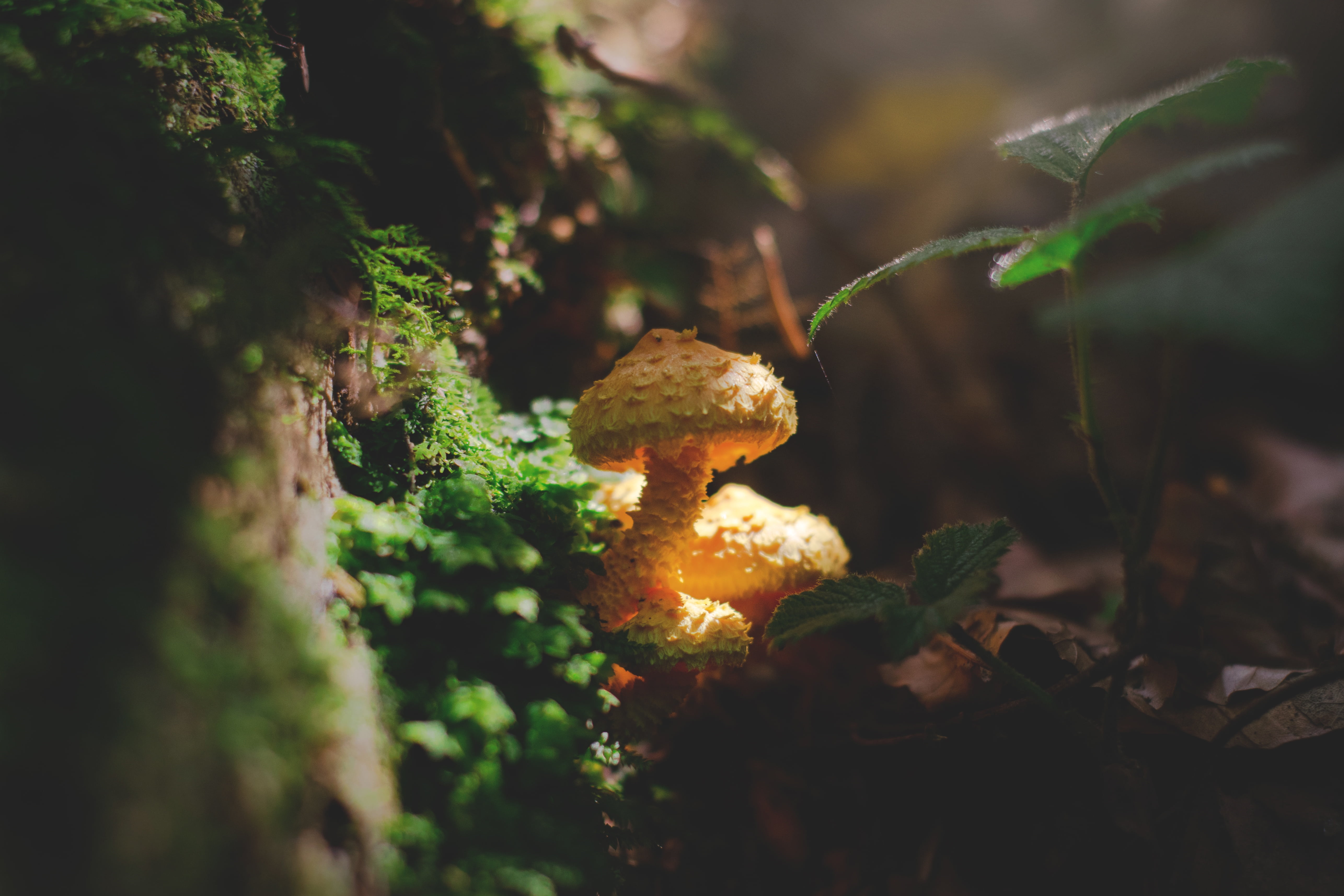focus, freshness, cap, 5K, orange, day, no people, toadstool, plant, nature, uneatable, mushroom, yellow, shallow, lichtspiel, forest, growth, edible Mushroom, HD Wallpaper