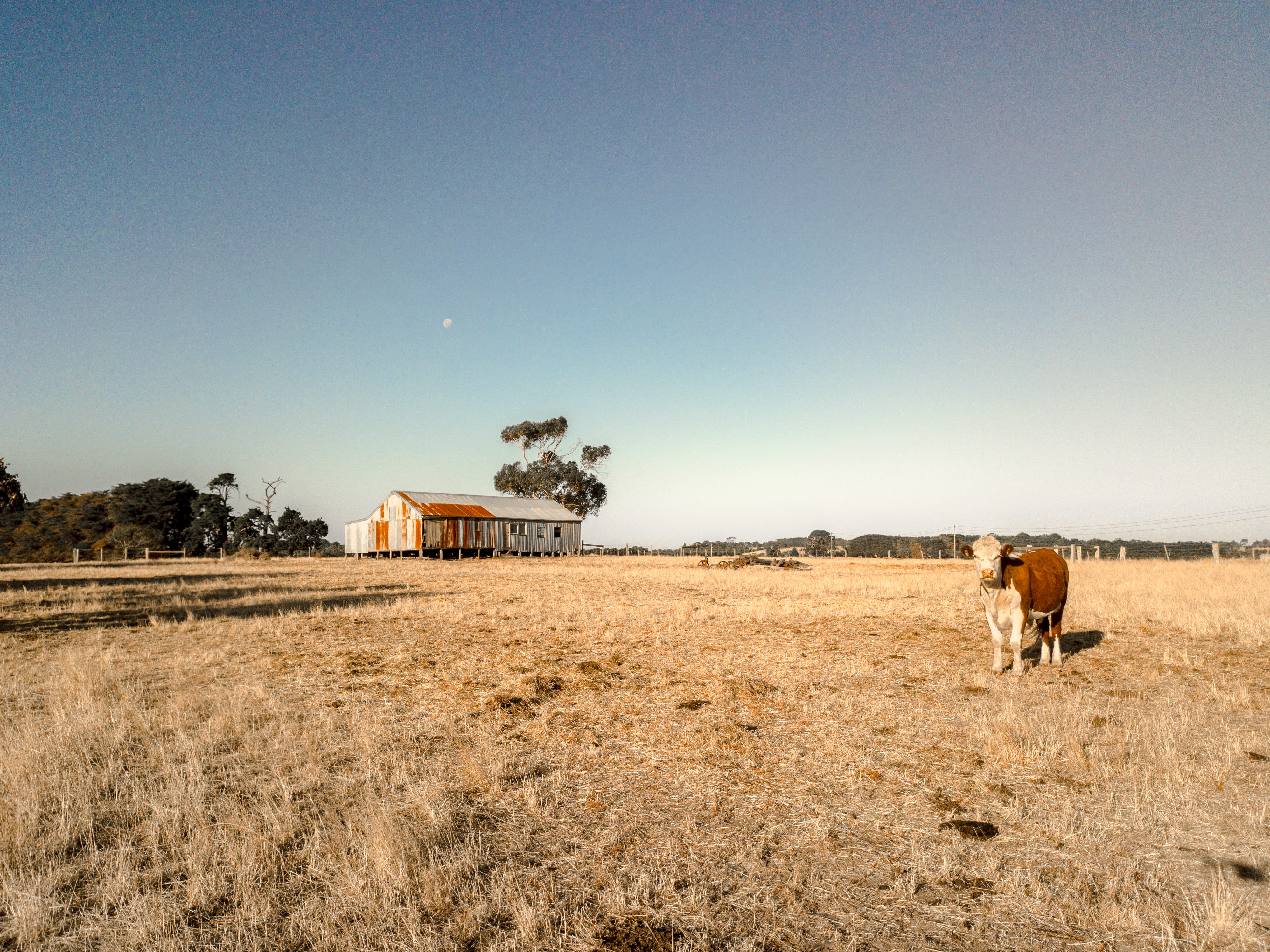 nature, sky, animal wildlife, melbourne, animal, mammal, plant, cows, abandoned, pets, no people, house, domestic animals, animal themes, environment, hd, HD Wallpaper
