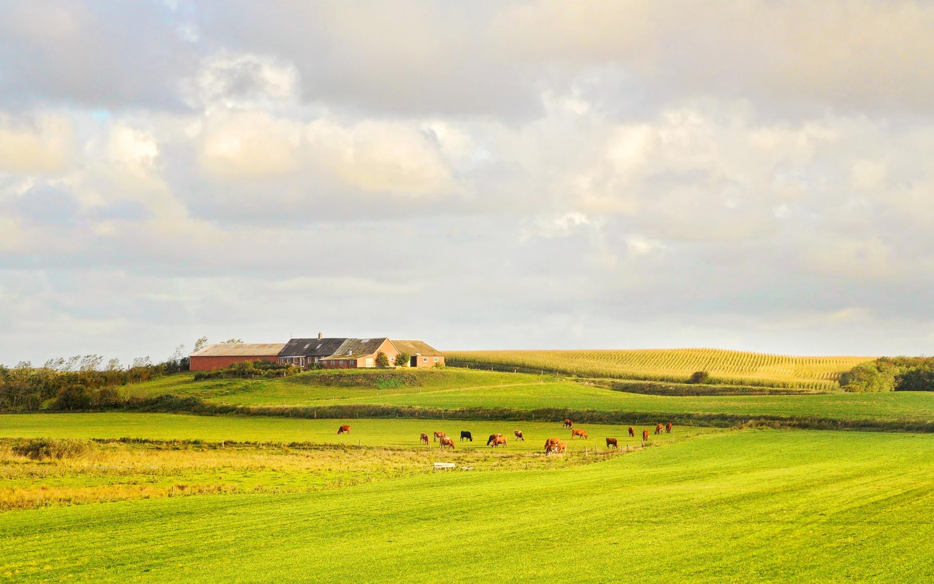 fields, nature and landscapes, green, 1080P, farm, clouds, pastures, beautiful, denmark, grass, cows, HD Wallpaper