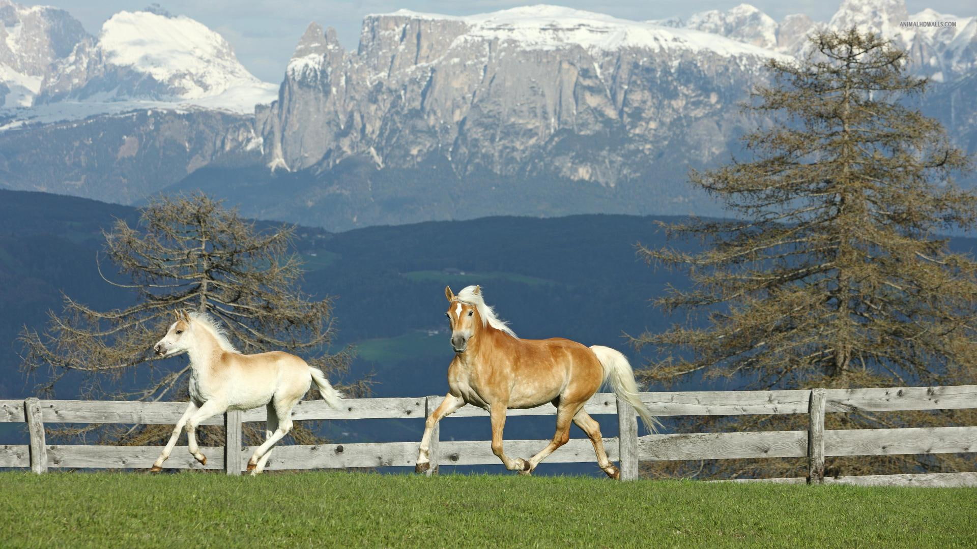 animals, 1080P, wildlife, nature, horses, ponies, mountains, pasture, farm animals, HD Wallpaper