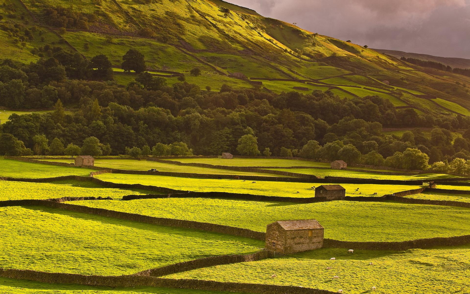 sheep, farms, green, 1080P, pastures, mountains, fences, valley, fenced, nature and landscapes, HD Wallpaper