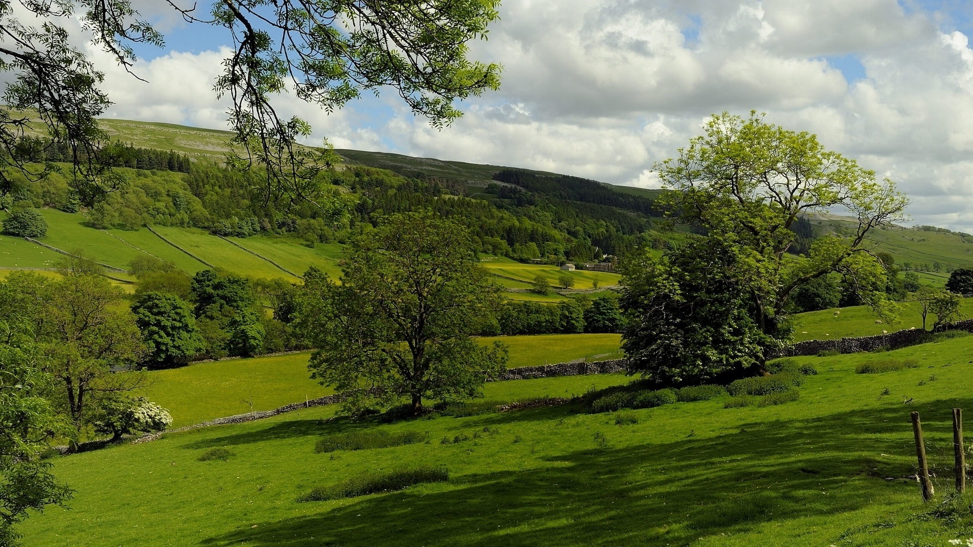 1080P, England, Trees, Kettlewell, Pasture, Fields, HD Wallpaper