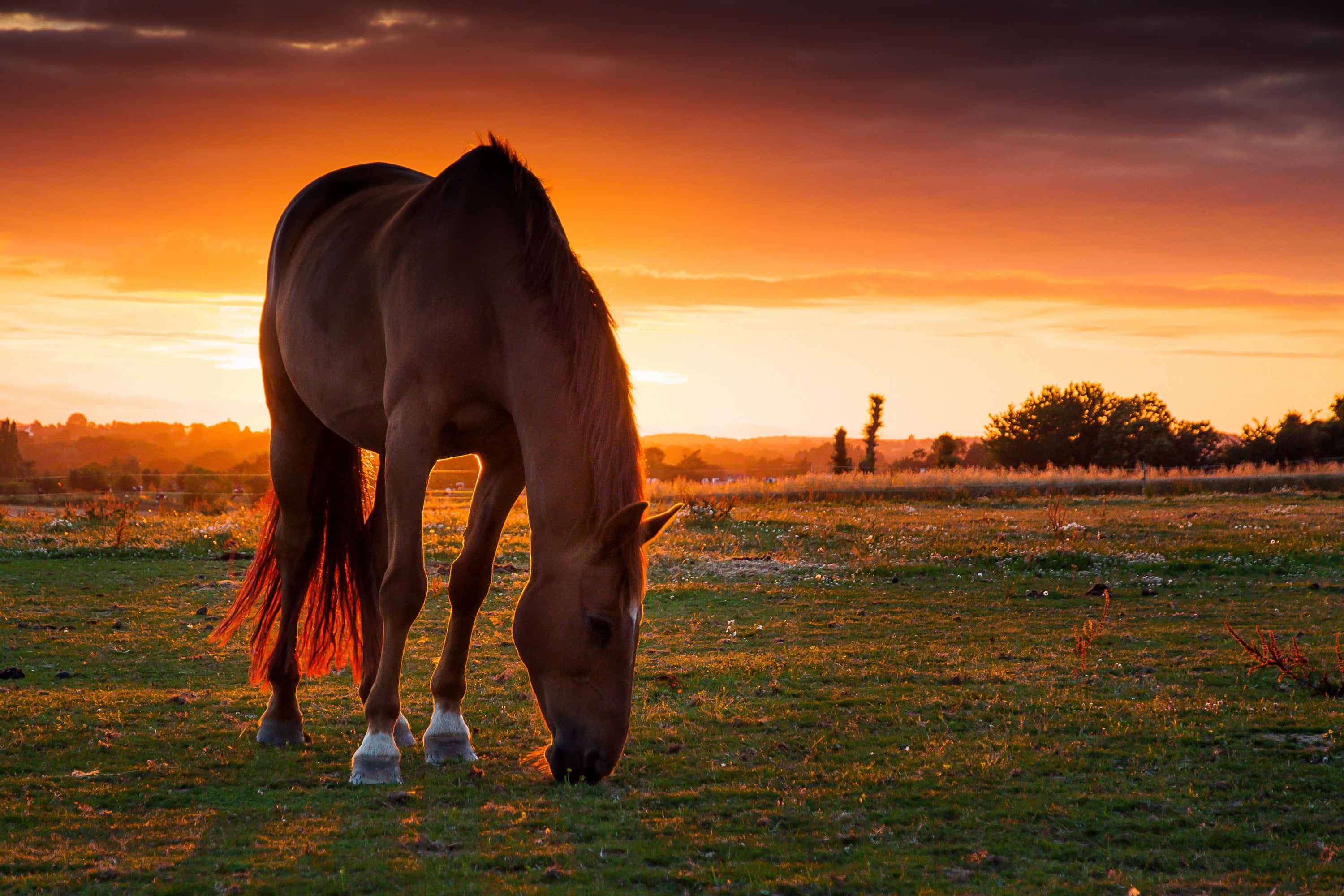 no people, cloud - sky, sky, sunset, pets, tranquil Scene, sunrise - Dawn, land, sun, vertebrate, mammal, livestock, beauty, rural Scene, autumn, animal themes, HD Wallpaper
