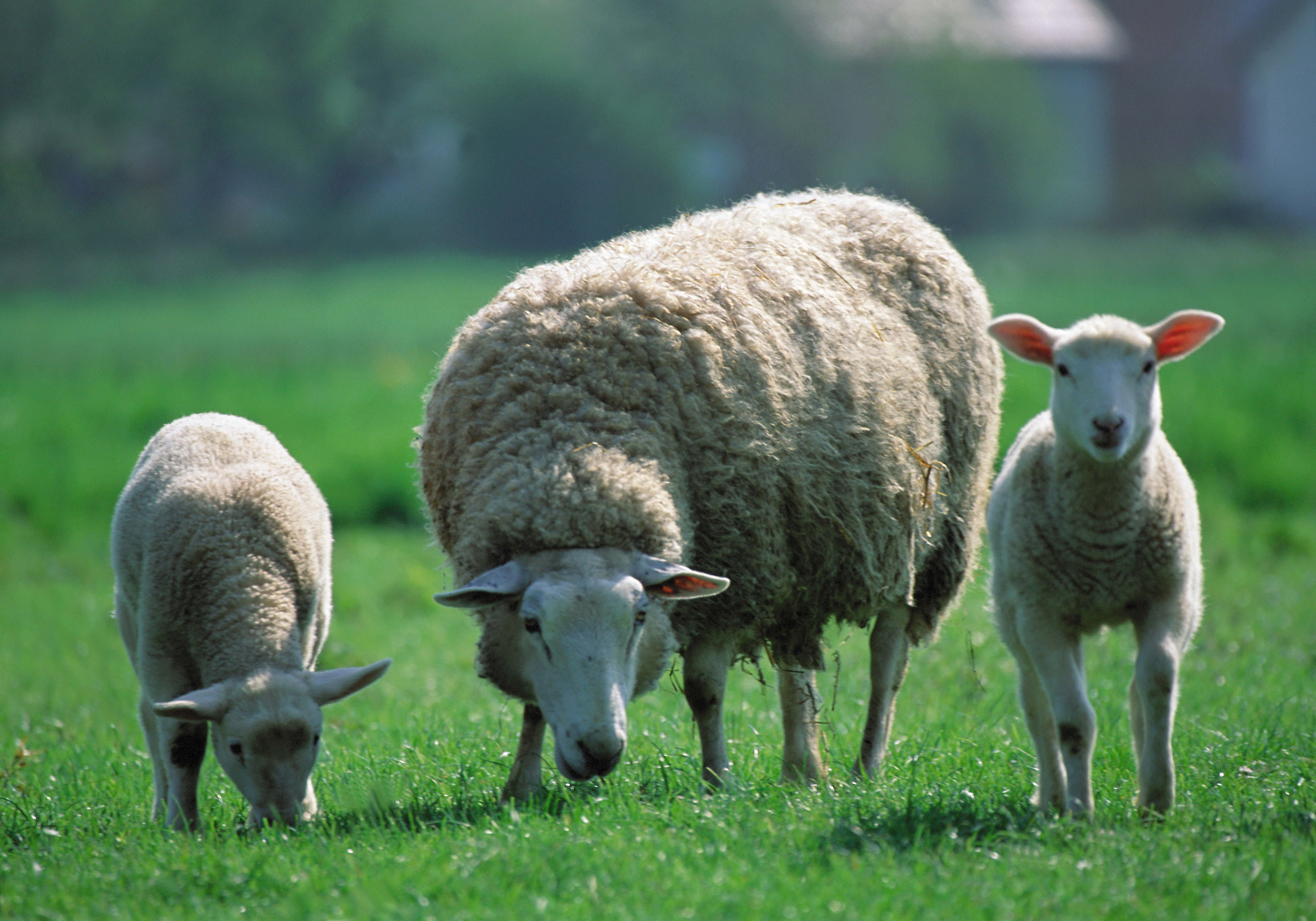 three, white, plant, nature, cute, herd, pasture, lamb, animal family, ewe, springtime, brown, grazing, animal themes, agriculture, summer, rams, vertebrate, HD Wallpaper