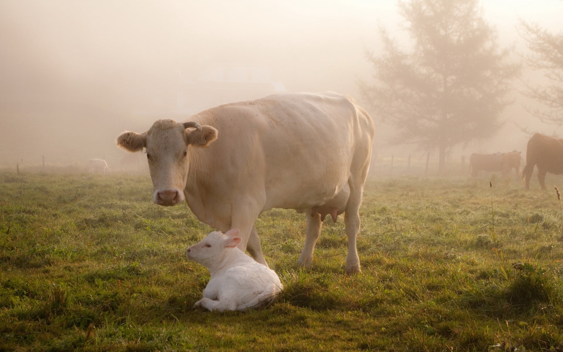 grazing, calf, pets, beef, vertebrate, no people, domestic, domestic Animals, group of animals, animal, meadow, 1080P, cow, plant, field, grass, mammal, HD Wallpaper