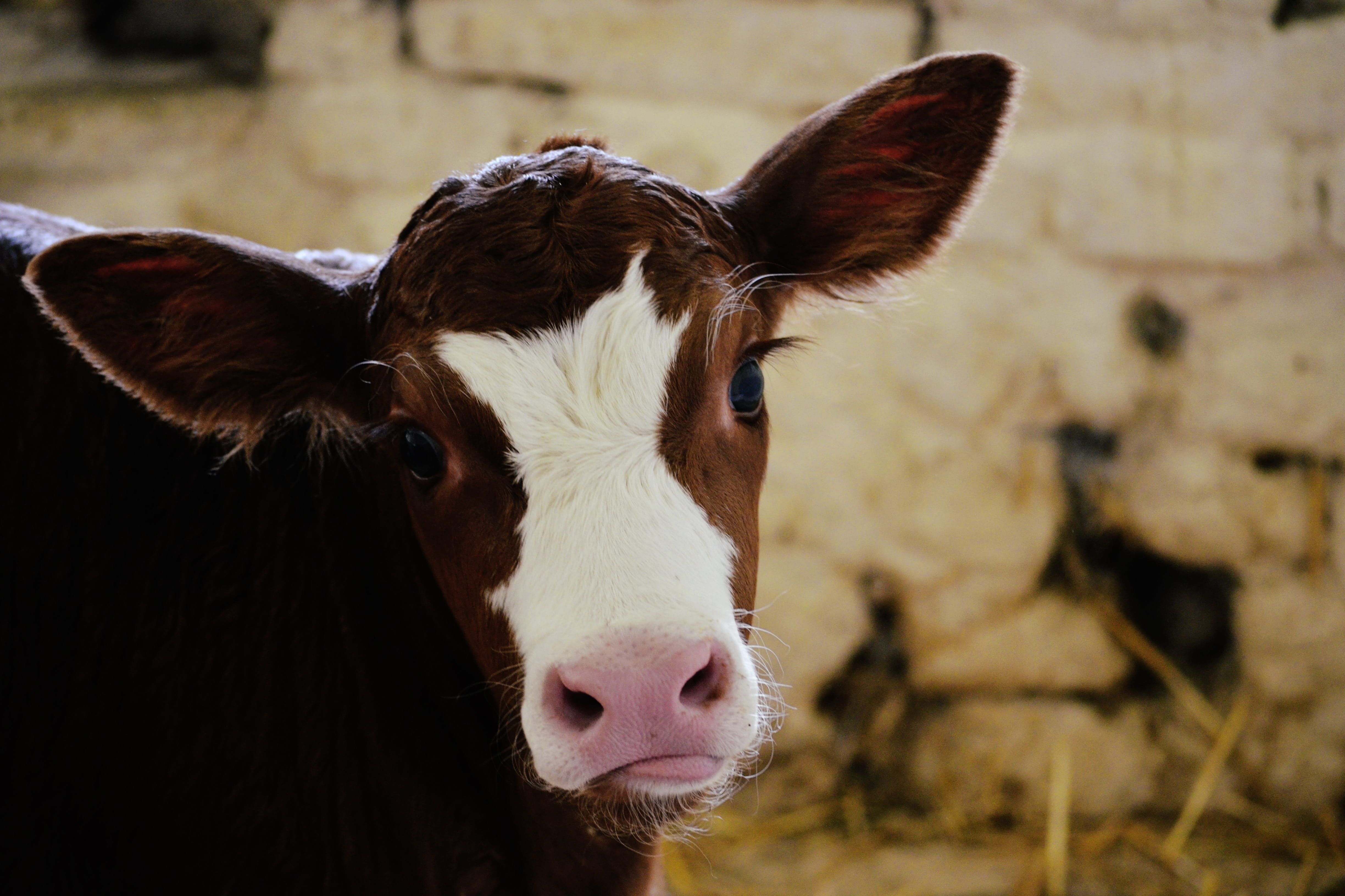 mammal, portrait, livestock, agriculture, animal themes, cattle, animal body part, animal eye, looking at camera, snout, no people, outdoors, cows, vertebrate, HD Wallpaper