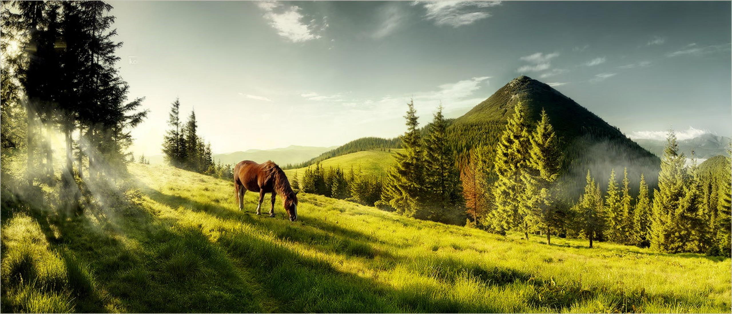2K, animals, mist, pastures, trees, mountains, horse, field, graze, sun rays, morning, HD Wallpaper