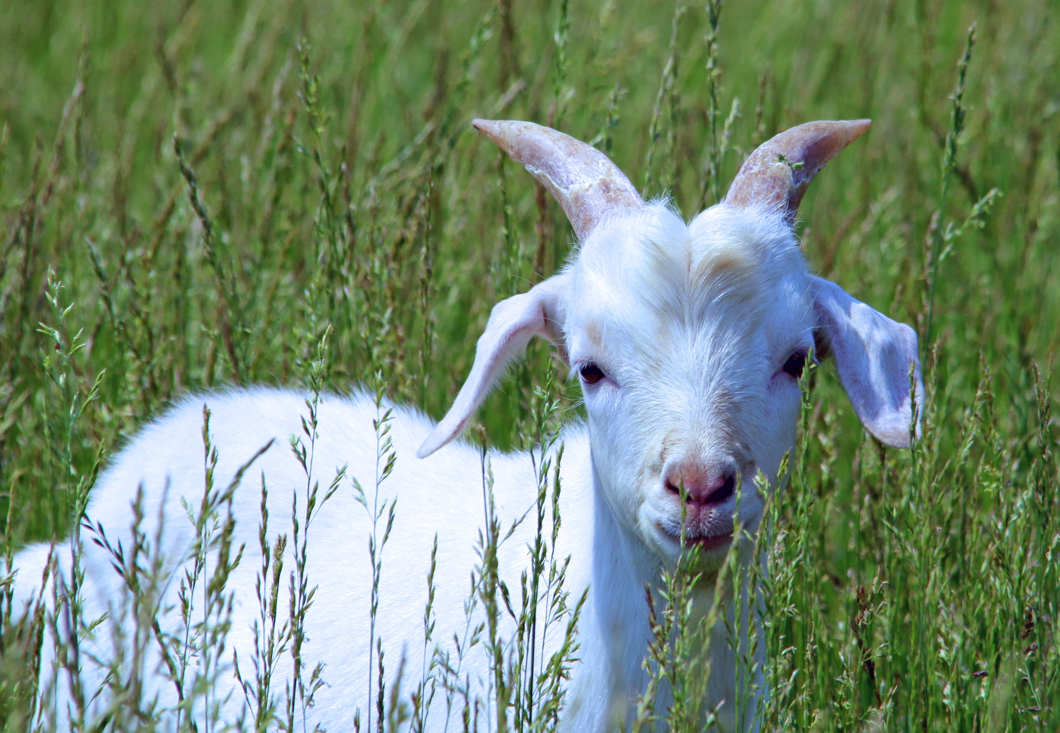 one animal, white color, country, land, young, domestic, pets, farming, small, kid, outdoors, animal, white, little, animal themes, field, farm, grass, HD Wallpaper