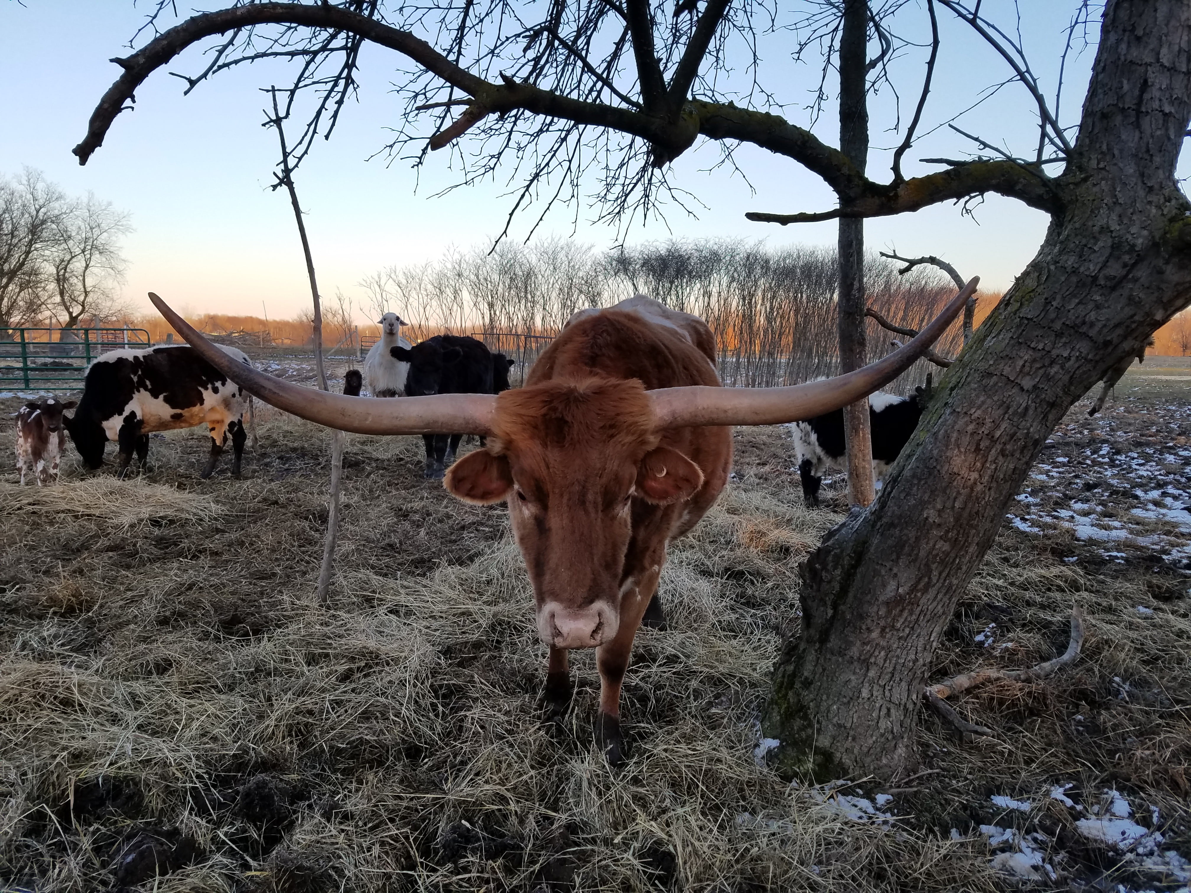 texas longhorn, cattle, horned, standing, 4K, tree, horn, outdoors, farm, cow, no people, land, animal themes, grazing, domestic cattle, domestic, field, HD Wallpaper