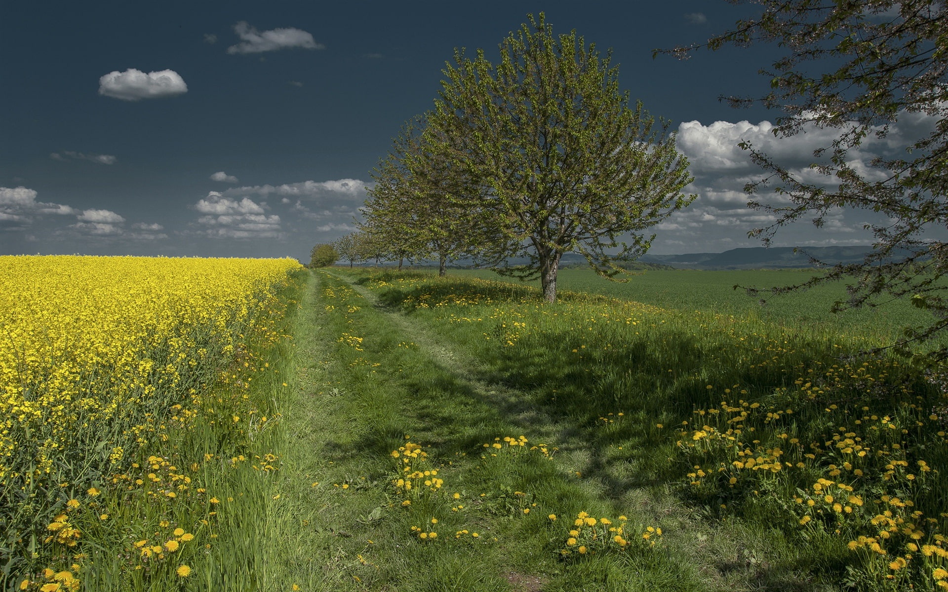 1080P, Clouds, Trees, rape, Dandelion, Grass, Field, Flowers, HD Wallpaper