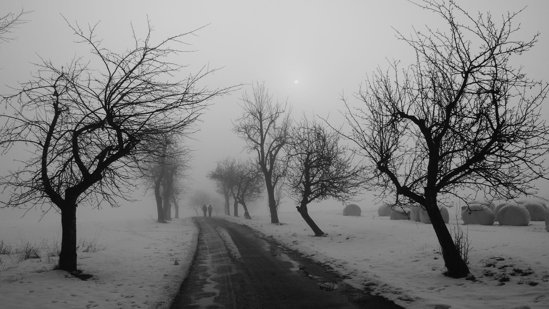 way, tranquil scene, scene, covered, december, road, no people, direction, cold temperature, 1080P, treelined, transportation, outdoors, seasonal, branch, HD Wallpaper