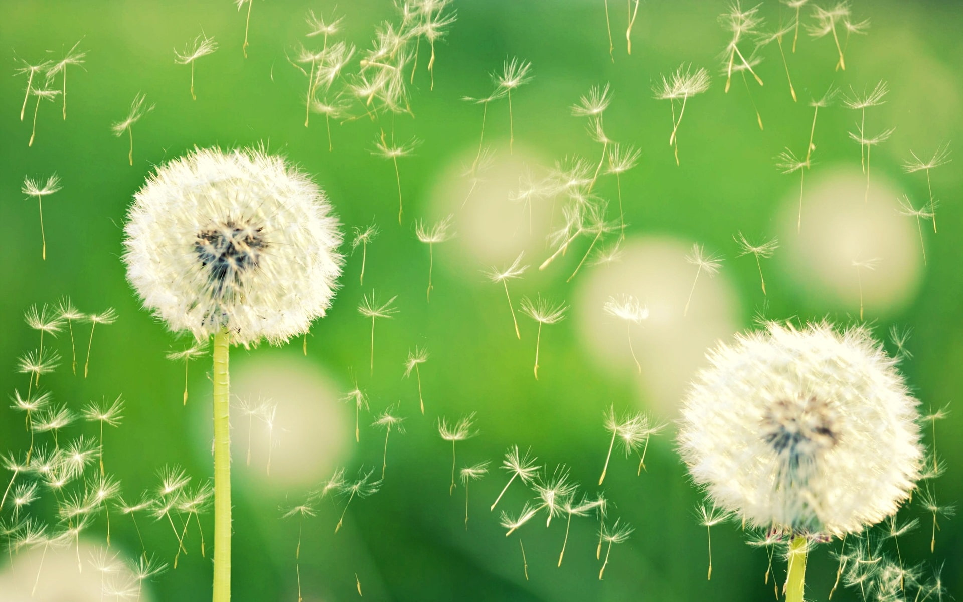 Green, Nature, two, Plant, 1080P, Dandelion, white, Bokeh, HD Wallpaper