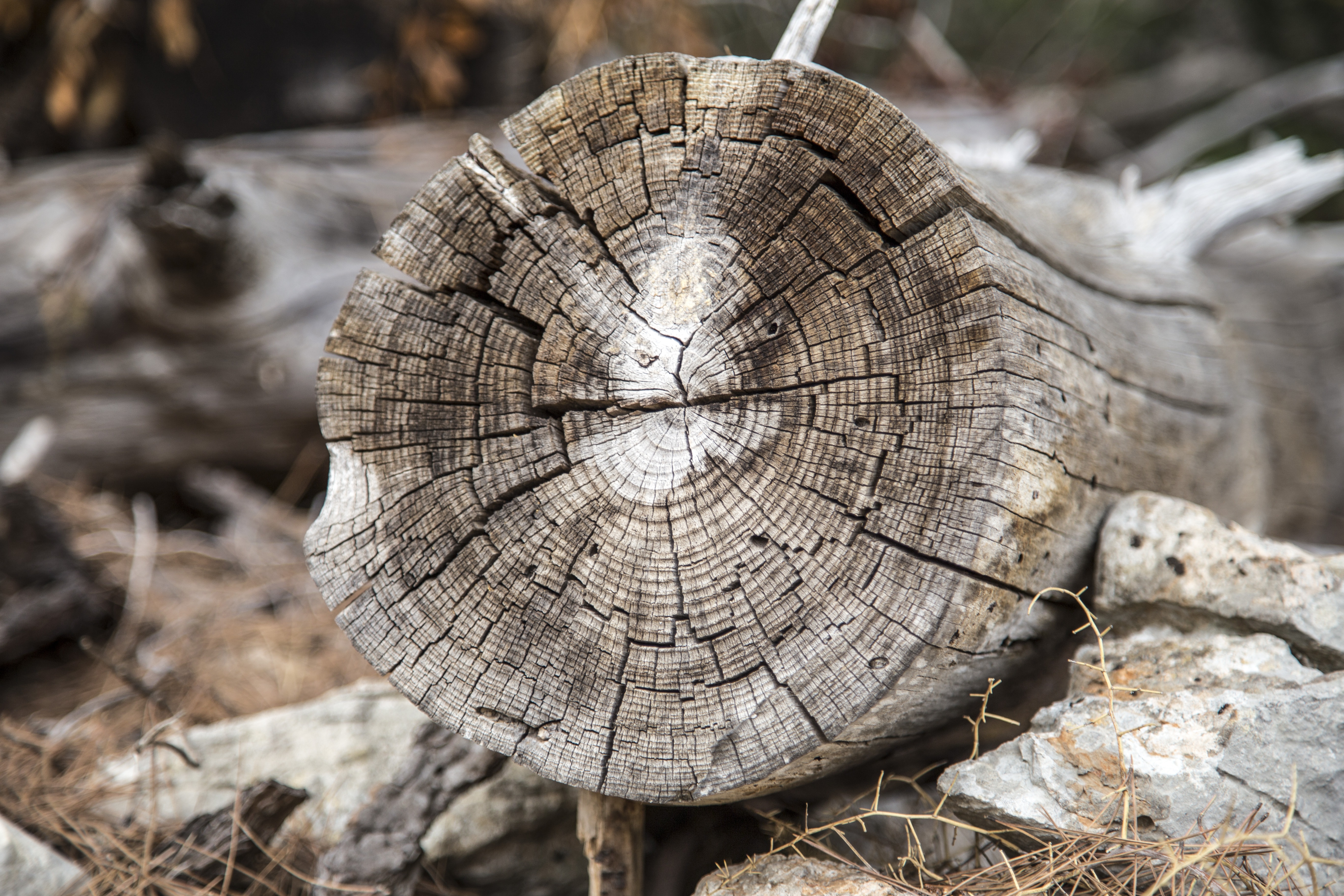 wood texture, texture, forest, wood plank, outdoors, rustic, material, nature, wall, wooden texture, tree Trunk, tree, 5K, circle, day, deforestation, HD Wallpaper