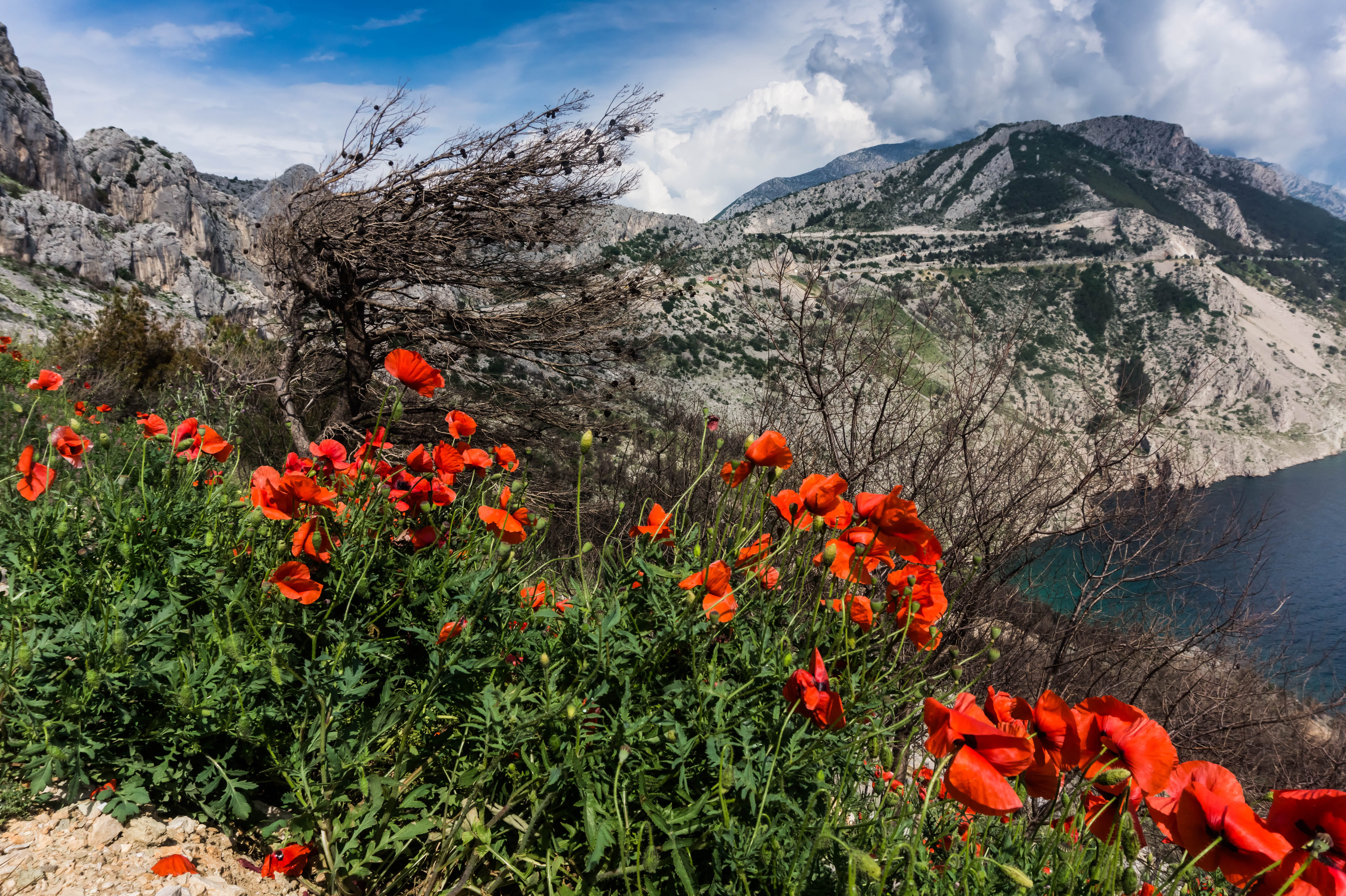 day, tree, fragility, beside, beauty in nature, landscape, poppies, cloudy, scenic, plant, flower head, outdoors, freshness, flower, no people, red, sky, HD Wallpaper