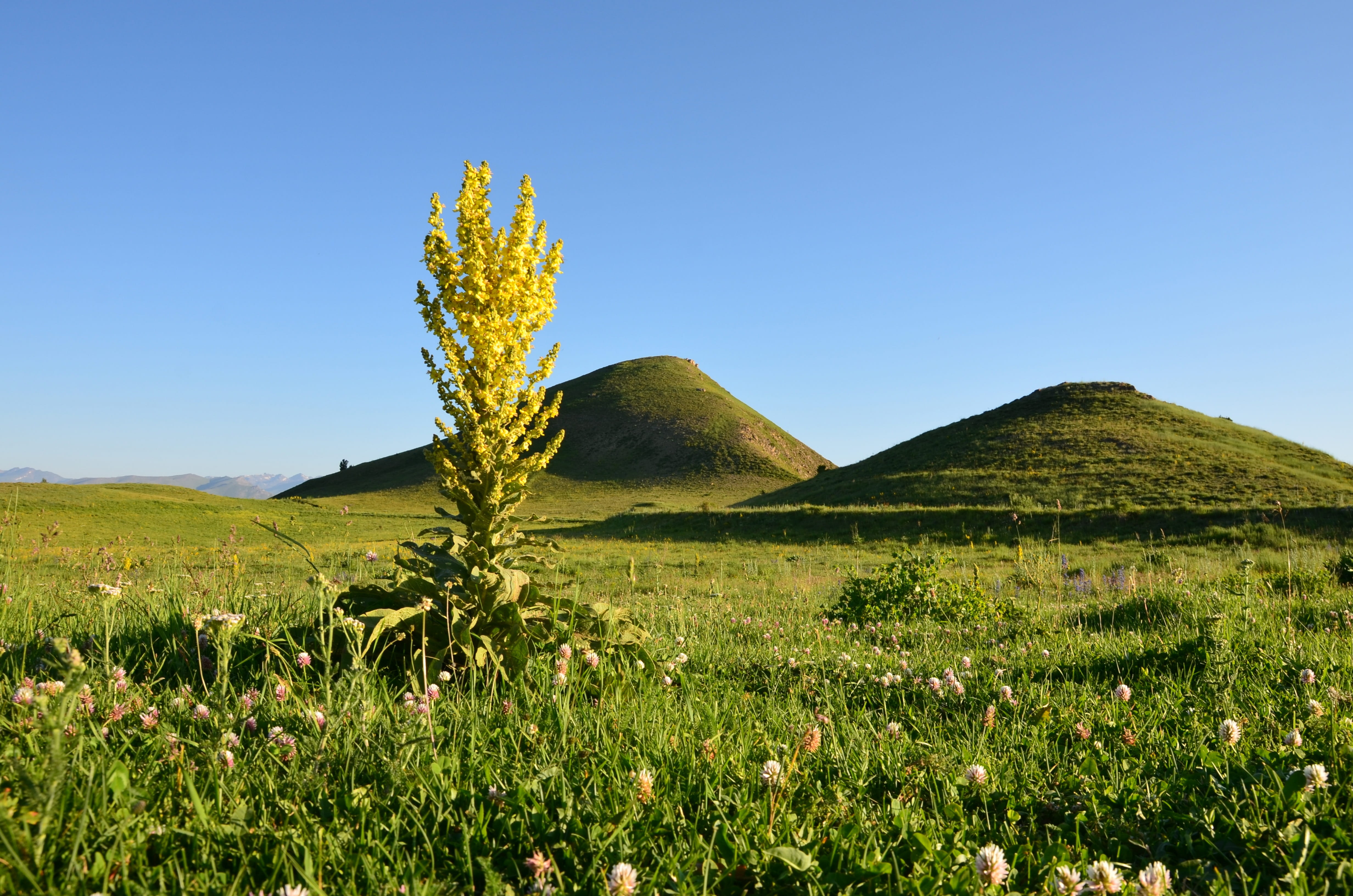 scenics - nature, environmental, Turkey, mountain, grassland, environment, Landscape, highland, sunny, beautiful, taylor, grass, summer, background, travel, HD Wallpaper