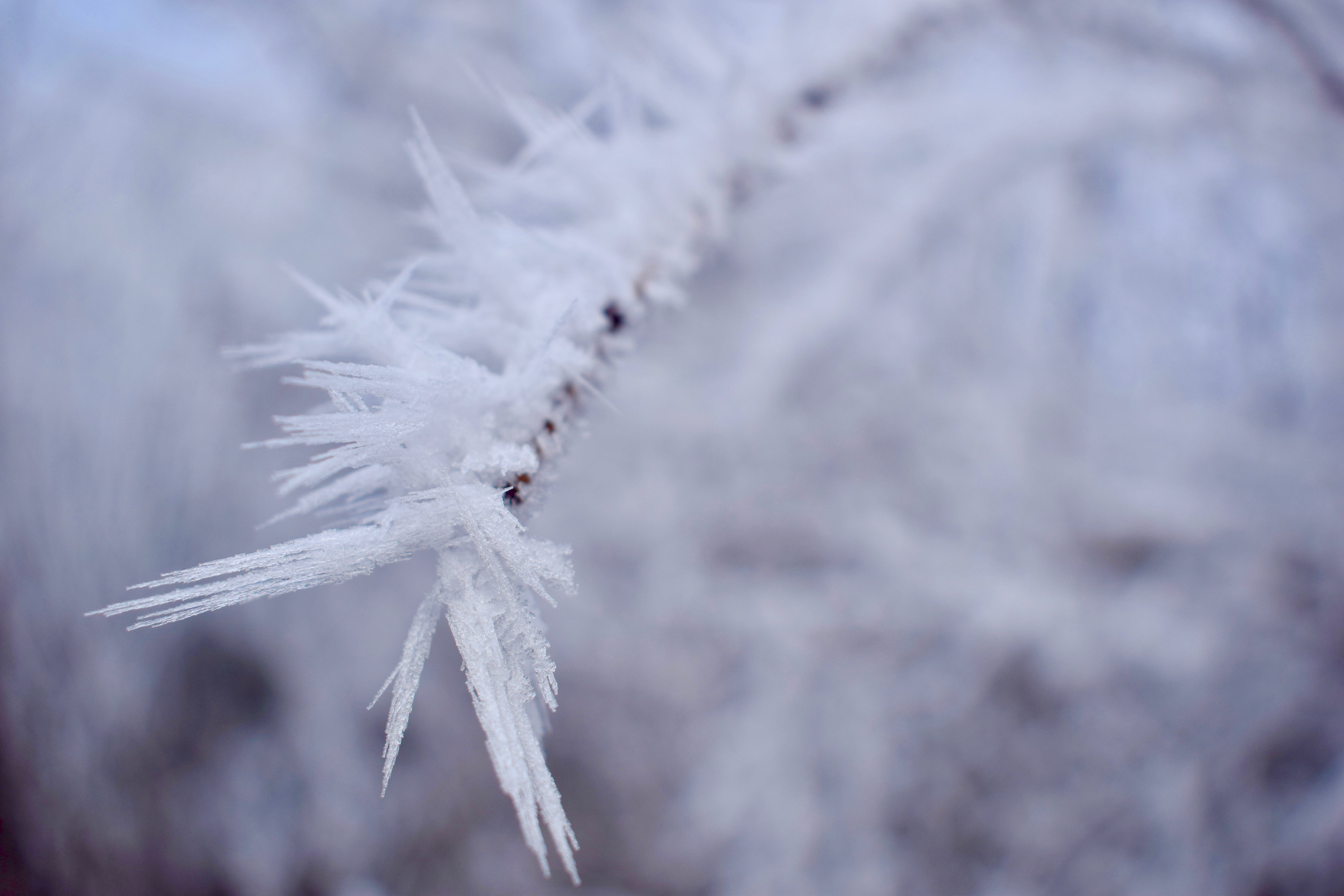 sports, winter, vulnerability, crystal, sport, frost, nature, fragility, mountain, icicle, tranquility, snowflake, plant, cold temperature, selective focus, HD Wallpaper