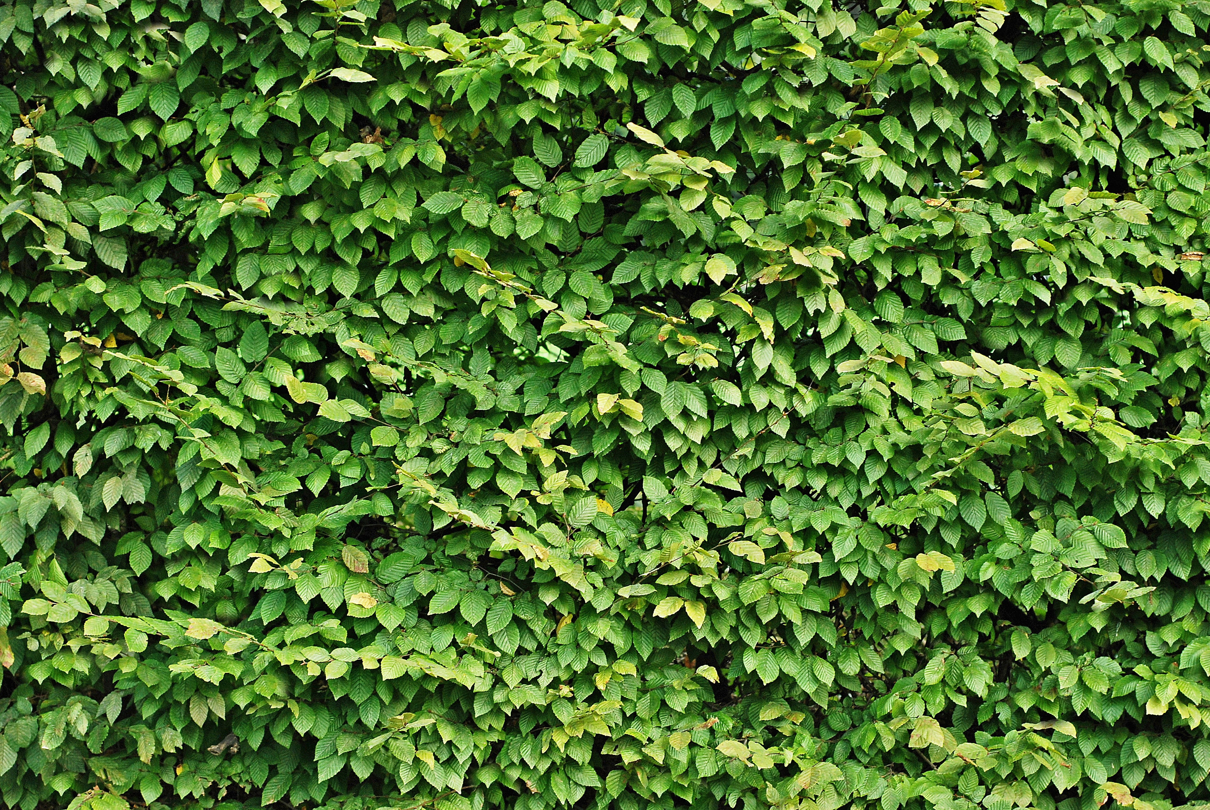 tranquility, outdoors, hedge, growth, day, high angle view, lush foliage, 4K, leaf, the background, backgrounds, foliage, freshness, green color, nature, HD Wallpaper