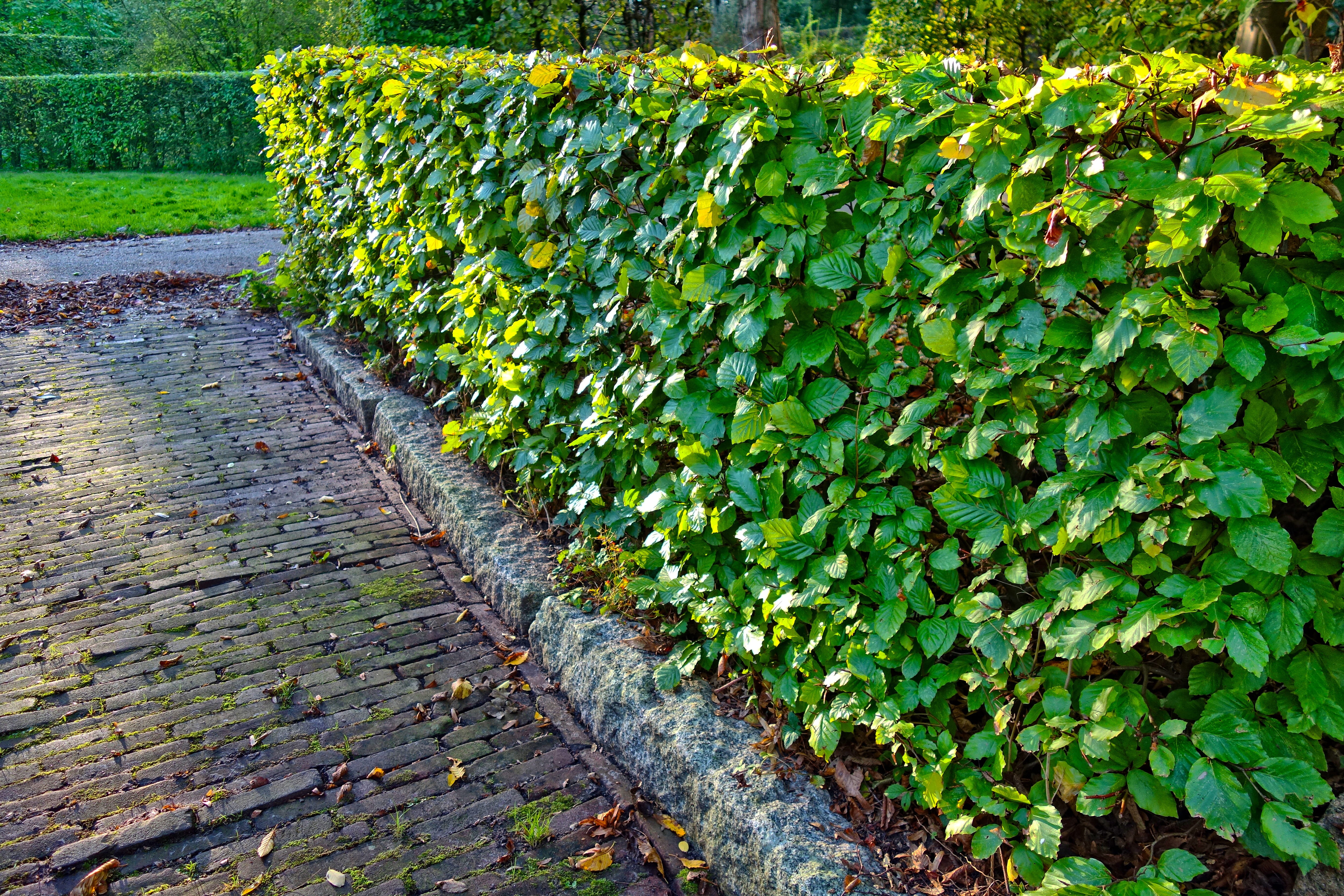 green color, flower, symmetry, 4K, growth, tranquility, footpath, freshness, plant part, leaf, field, park, fragility, nature, no people, outdoors, garden path, HD Wallpaper