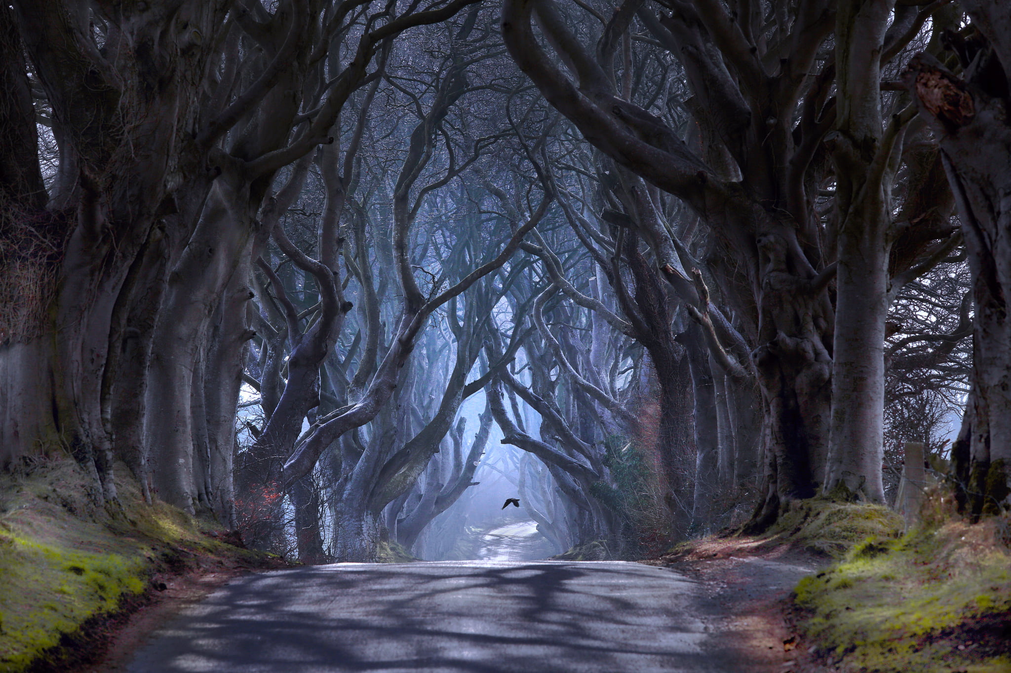 road, branch, transportation, plant, nature, haze, bird, non-urban scene, beauty in nature, outdoors, forest, growth, tree trunk, woodland, Dark alley, HD Wallpaper