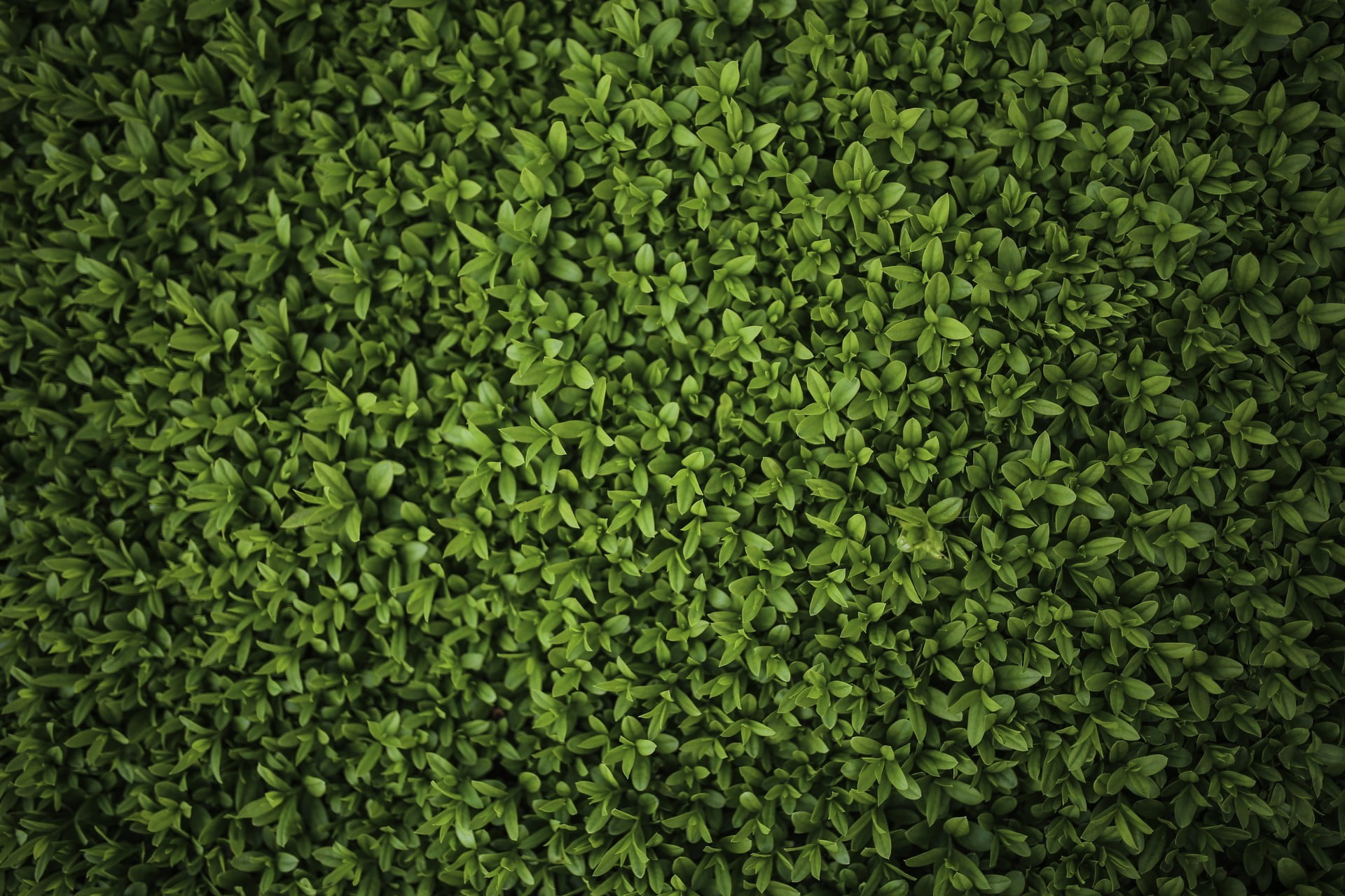 full frame, lush foliage, plant part, directly above, close-up, abundance, tranquility, high angle view, nature, day, beauty in nature, freshness, no people, HD Wallpaper