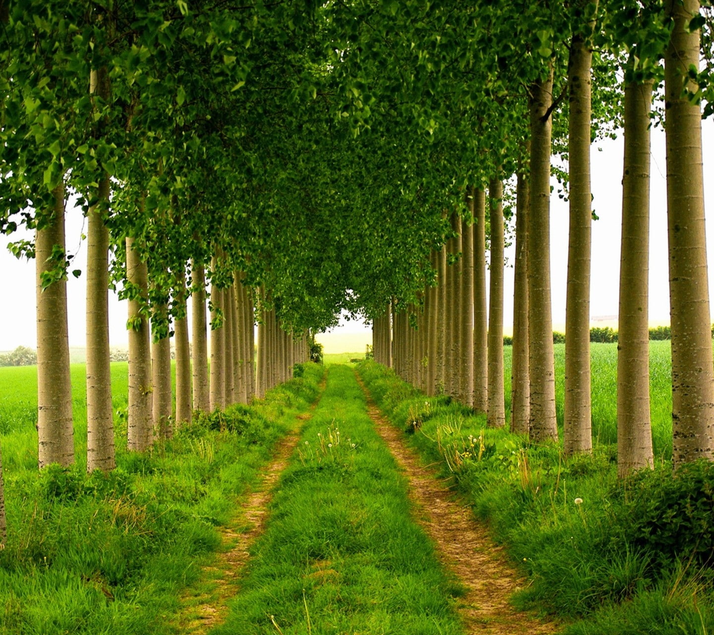 architectural column, trees, outdoors, path, land, colonnade, beauty in nature, direction, tree, diminishing perspective, growth, field, tranquility, plant, HD Wallpaper