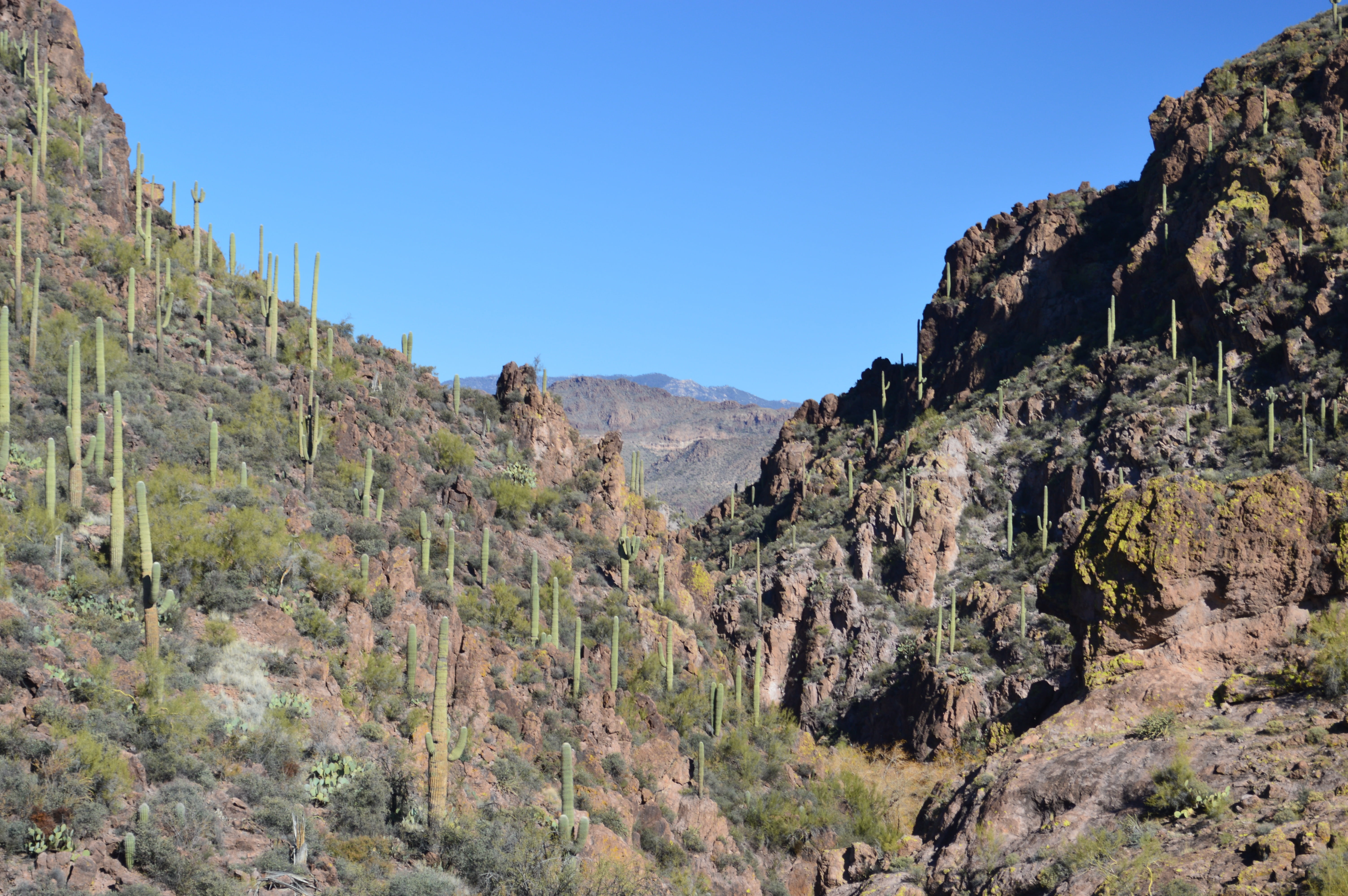 plant, non-urban scene, cactus, america, phoenix, tranquility, land, mountain range, natural, rock, valley, outdoors, landscape, day, west, cacti, rock - object, HD Wallpaper