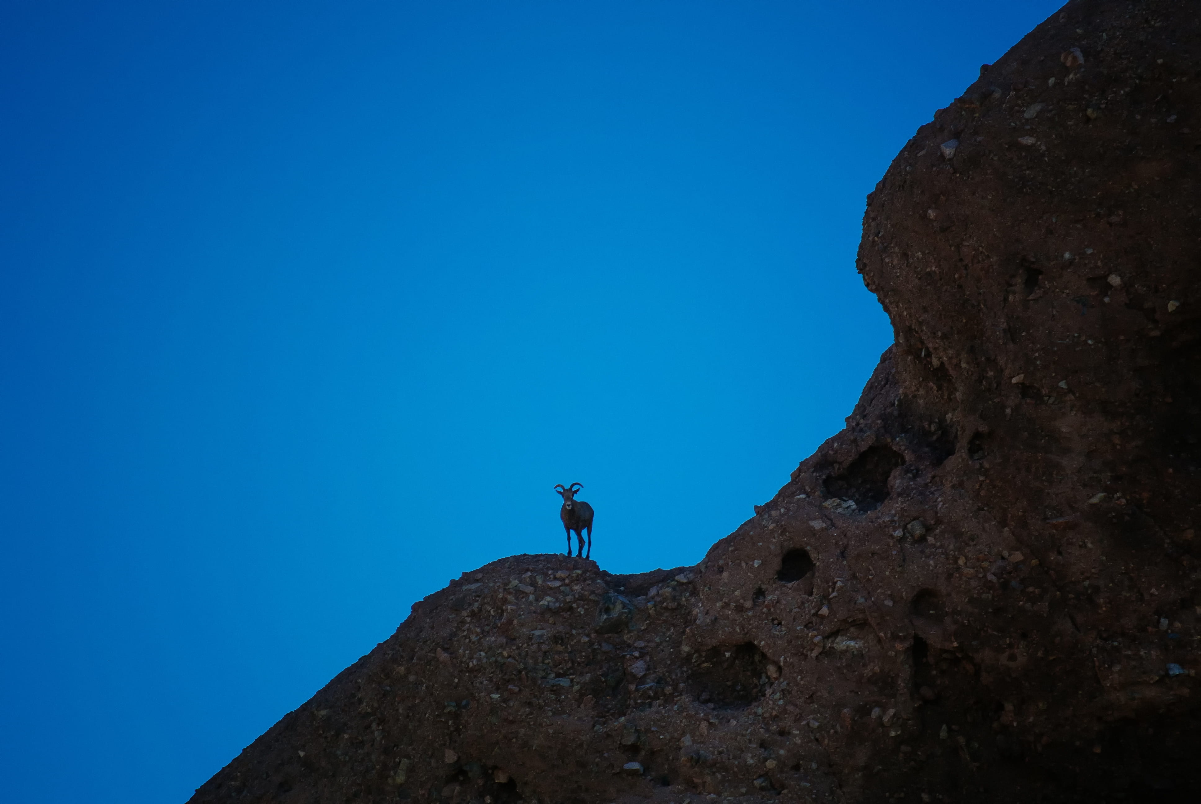 low angle view, blue, horn, real people, activity, 4K, rock, mountain goat, rock - object, animal, cliff, nature, clear sky, mountain, phoenix, goat, one person, HD Wallpaper