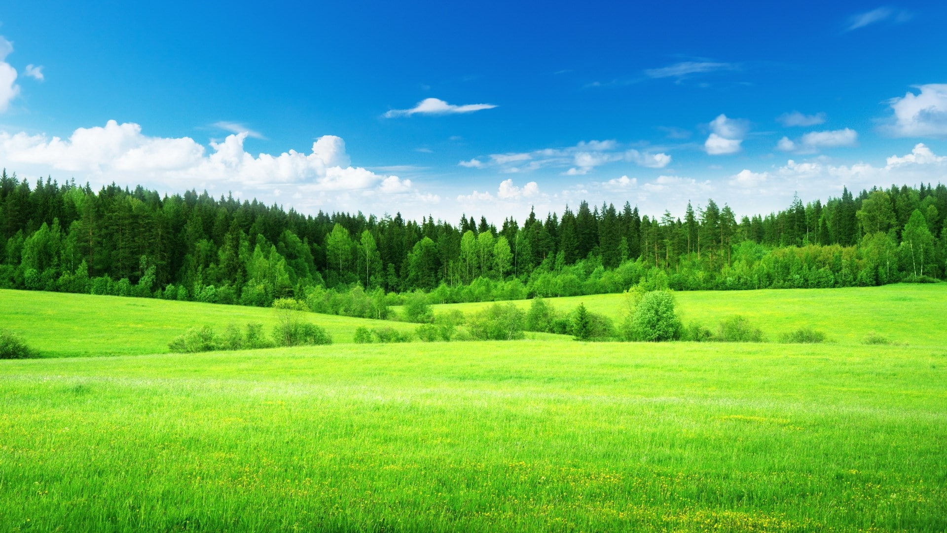 idyllic, no people, landscape, outdoors, forest, green color, woodland, scenics - nature, grass, day, 1080P, sky, tranquil scene, clean, non-urban scene, HD Wallpaper