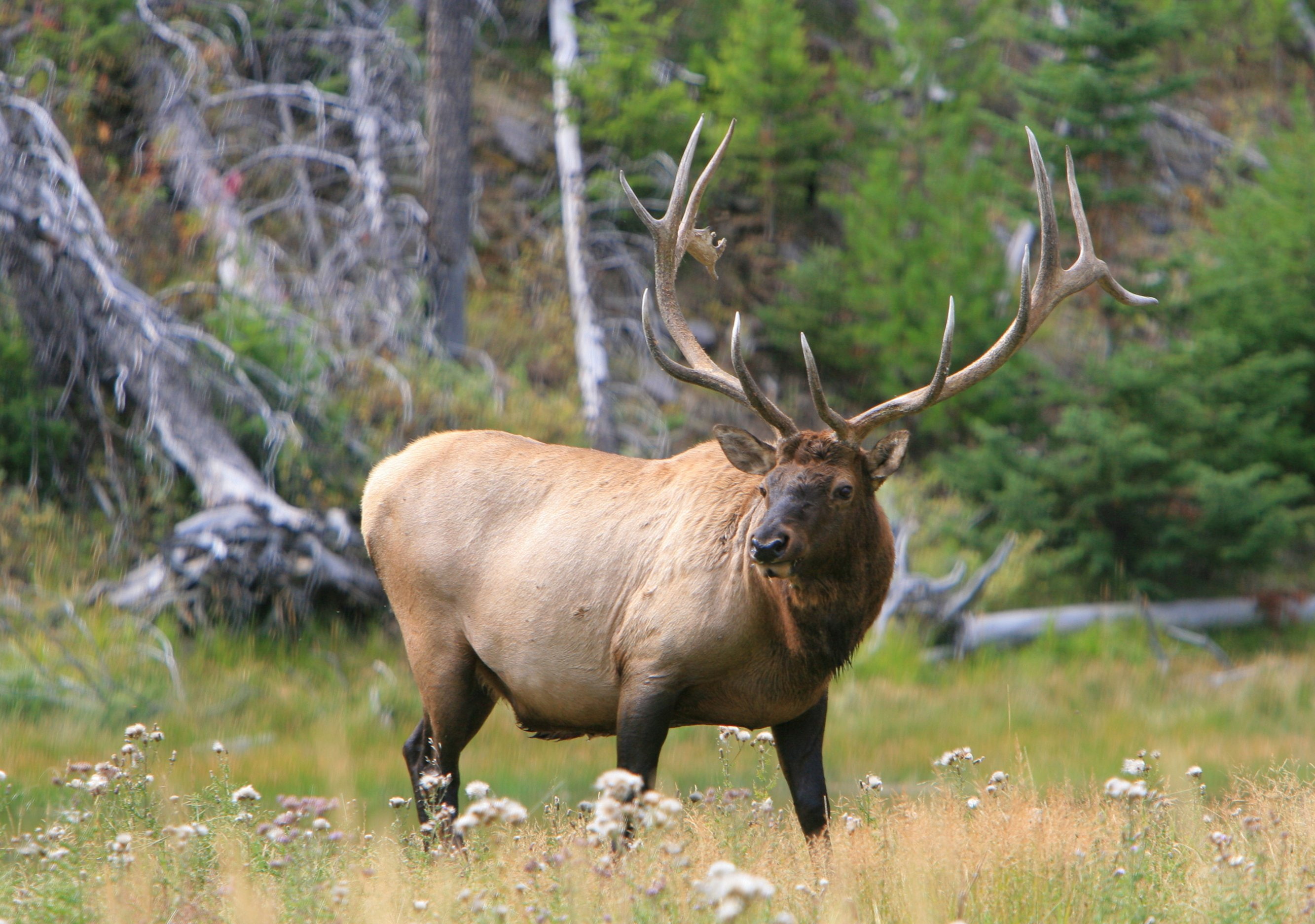 elk, elks, bull, 2K, deer, HD Wallpaper