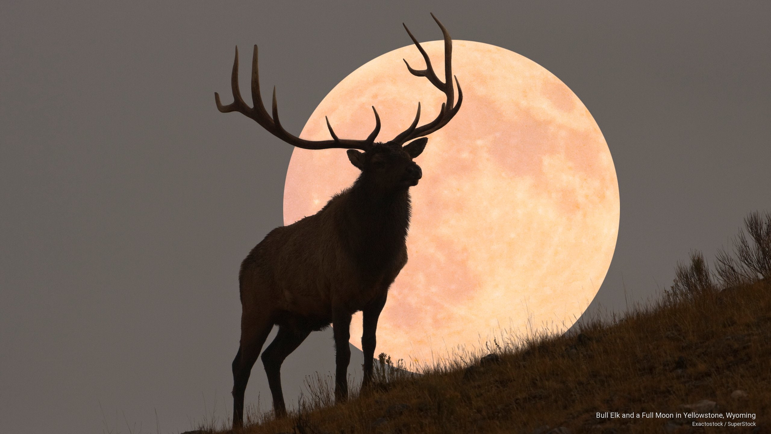 moon, wyoming, yellowstone, bull, Animals, 2K, elk, full, HD Wallpaper
