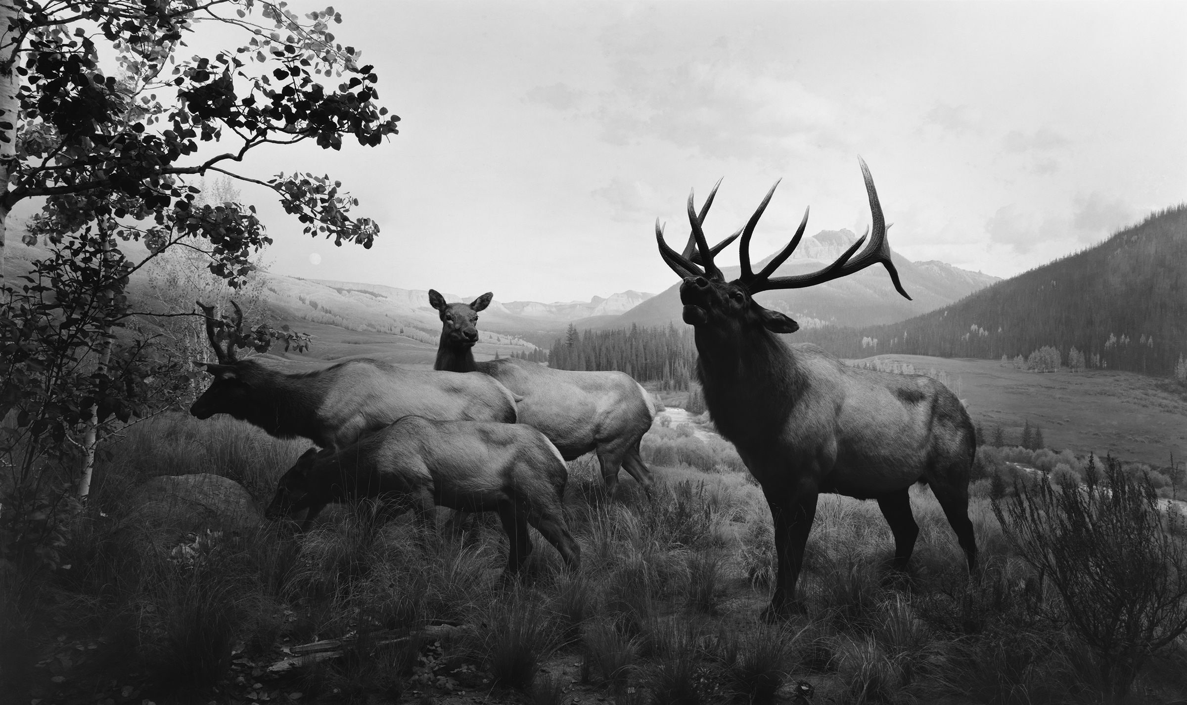 animals, 1080P, Hiroshi Sugimoto, monochrome, grass, Deer, nature, Elk, clouds, Hills, Trees, HD Wallpaper