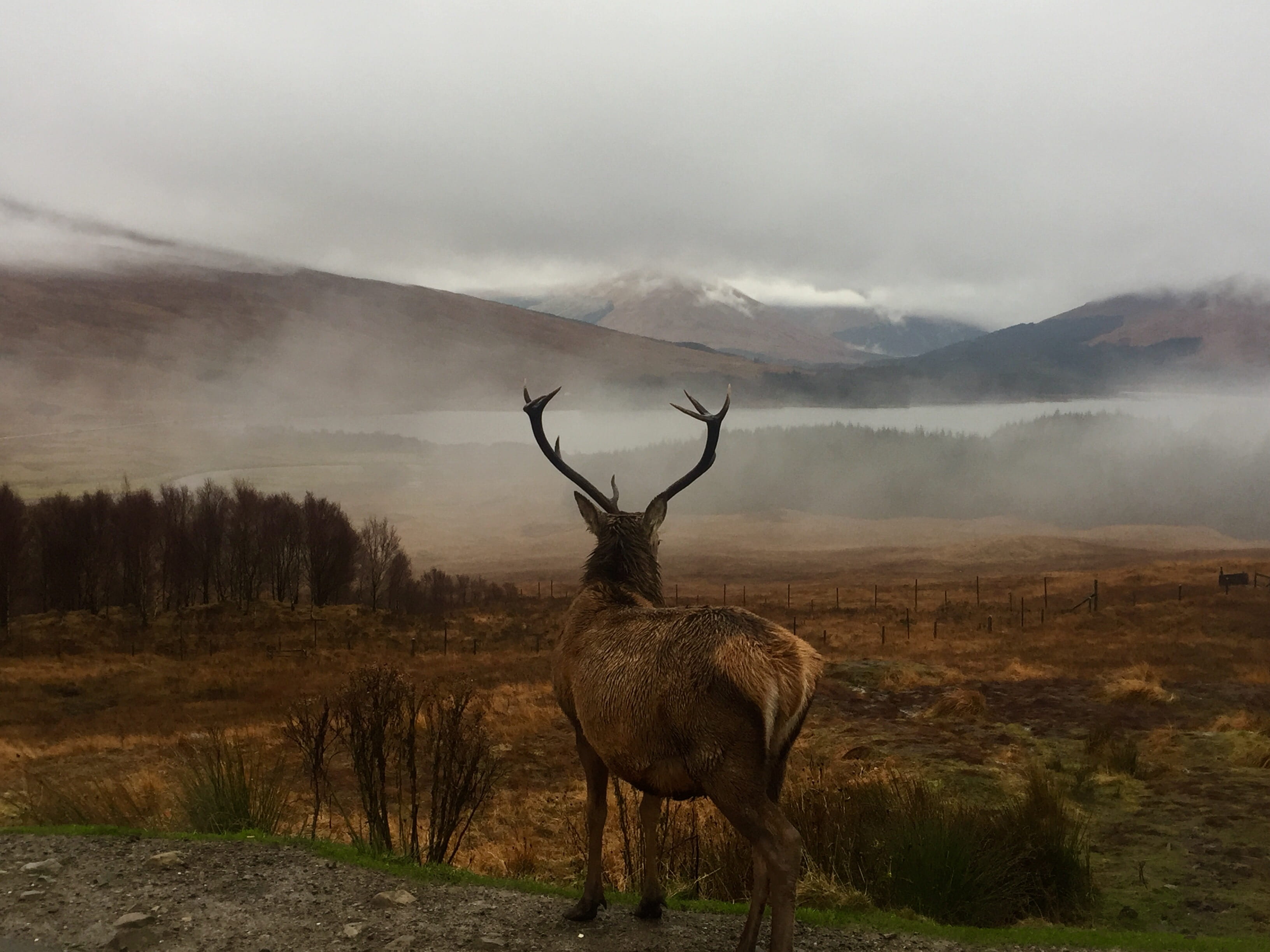 fir, deer, 2K, wildlife, cloud - sky, animal, tree, animal wildlife, hill, nature, elk, antelope, bongo, abies, one animal, forest, herbivorous, animal themes, HD Wallpaper